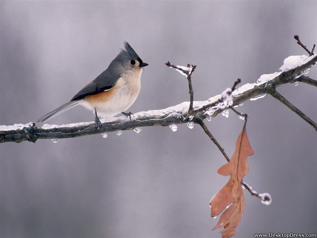 Desktop Wallpaper Animals Background Tufted Titmouse on Icy Branch, Michigan