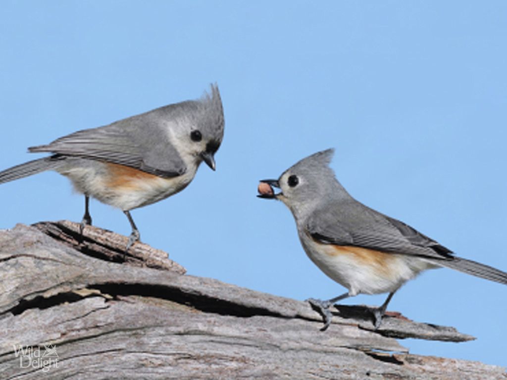 Titmouse wallpaper, Animal, HQ Titmouse pictureK Wallpaper 2019