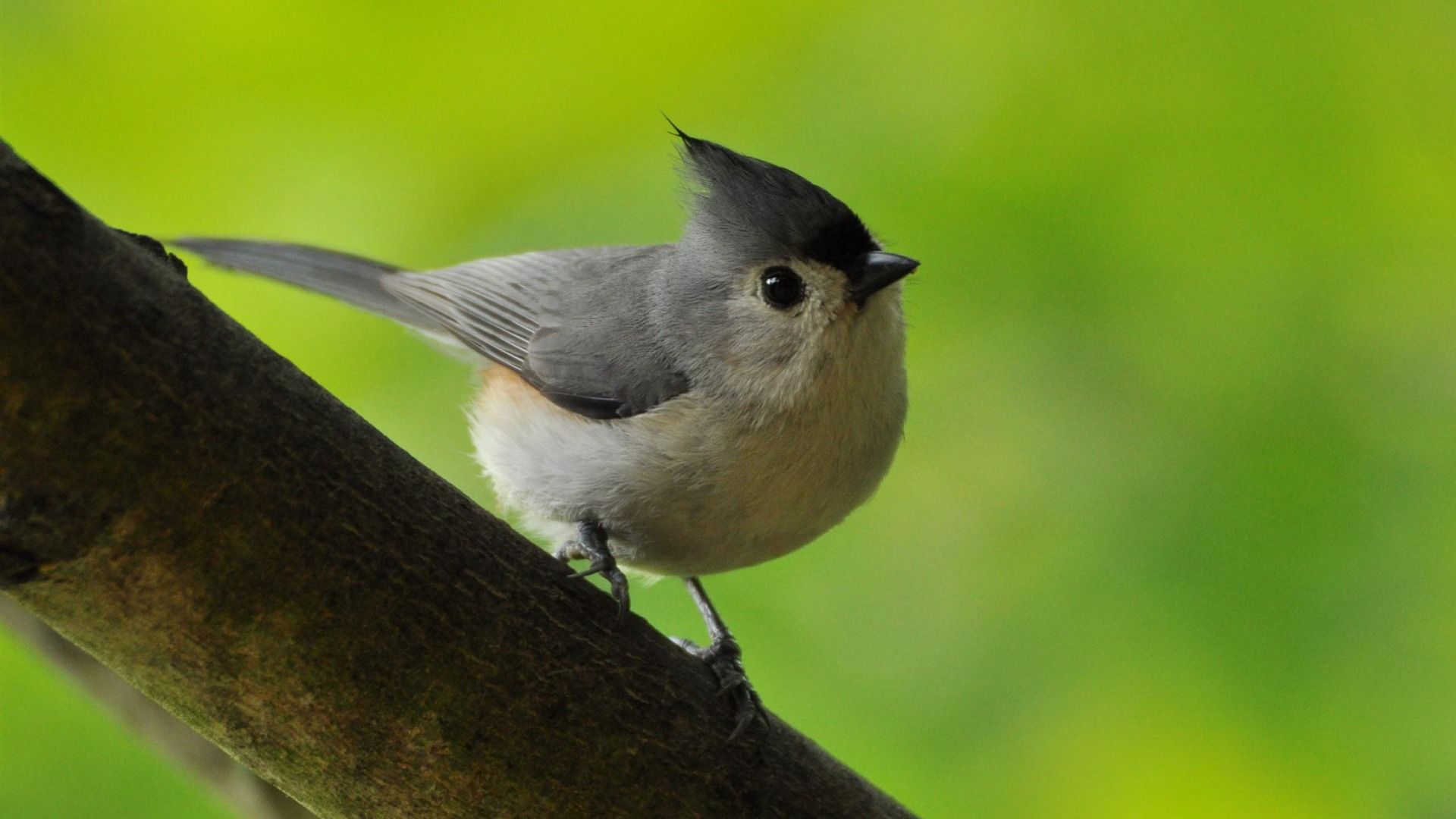 Titmouse wallpaper. Wallpaper Wide HD