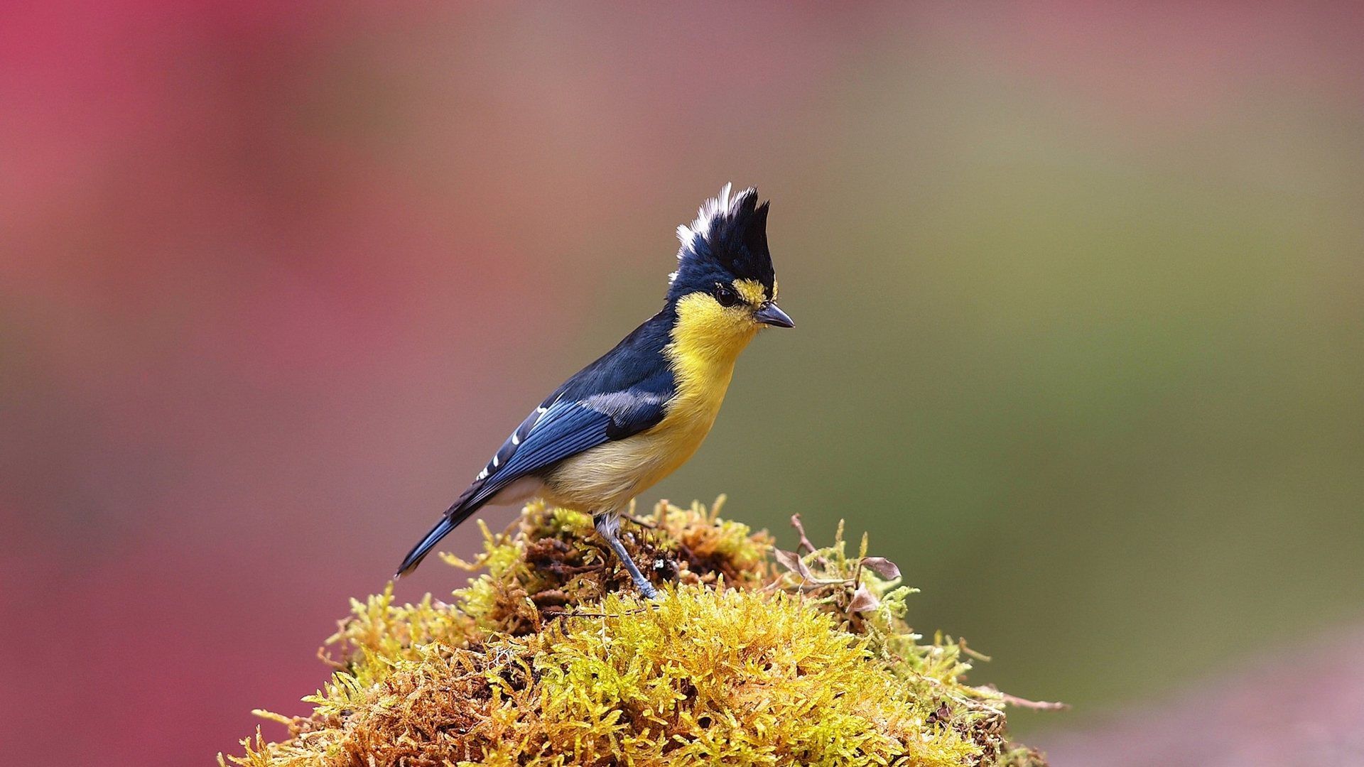 Tufted Titmouse Wallpaper Full HD 50127