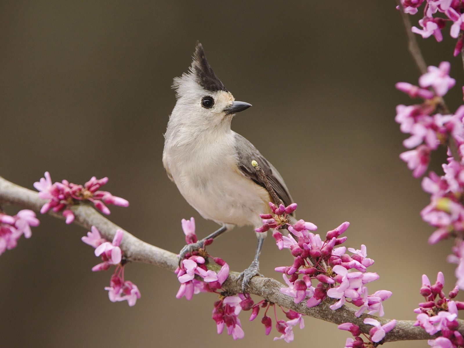 birds, Black, Crested, Titmouse Wallpaper HD / Desktop and Mobile Background