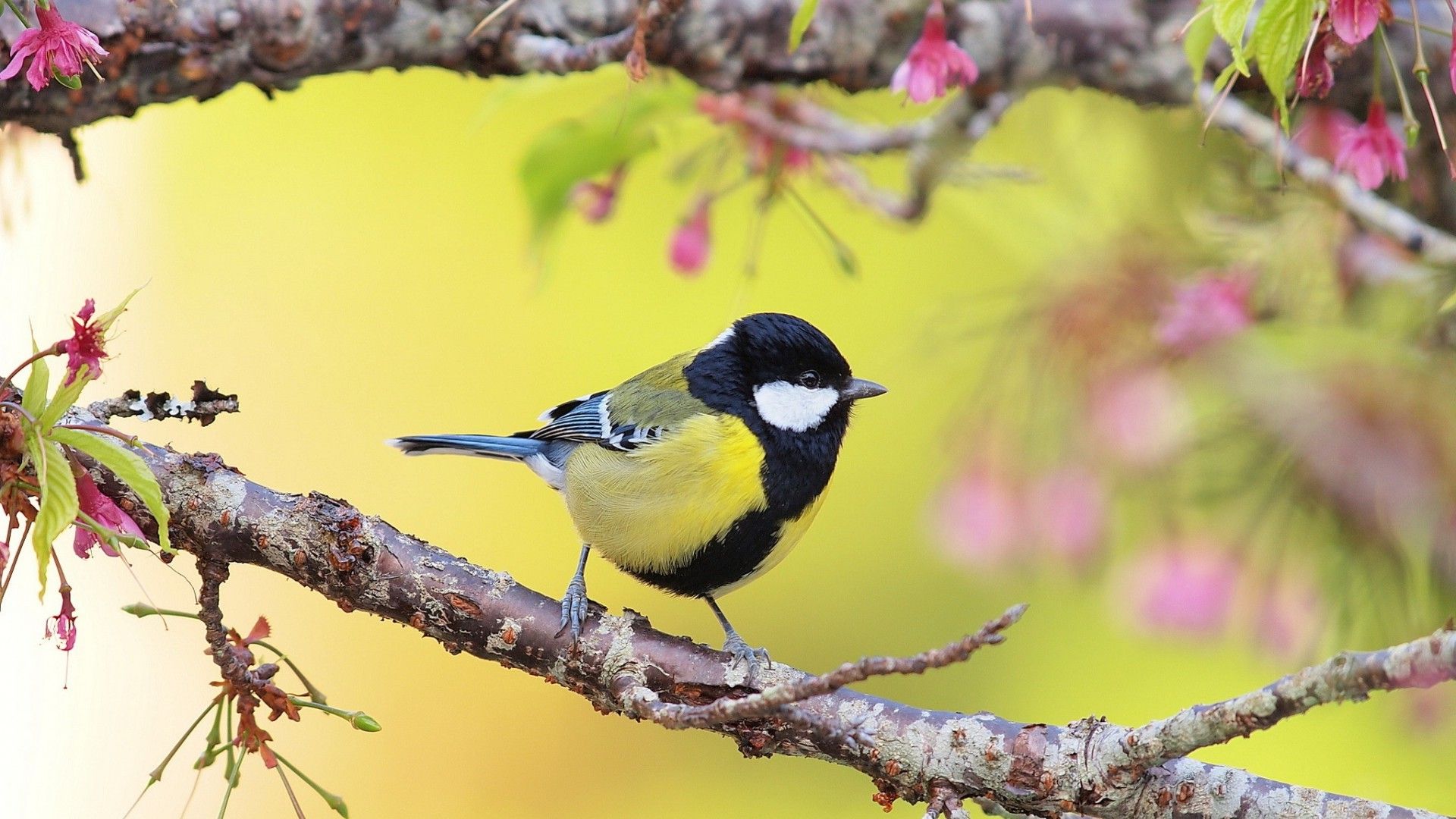 flowers, Nature, Branch, Birds, Titmouse Wallpaper HD / Desktop and Mobile Background