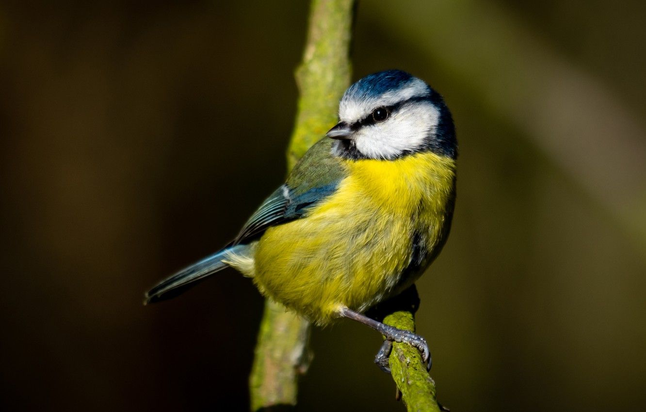 Wallpaper background, bird, branch, bird, yellow, titmouse, tit image for desktop, section животные