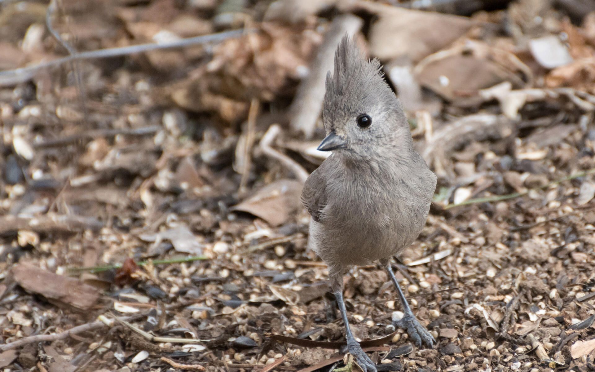 Juniper Titmouse. Audubon Field Guide
