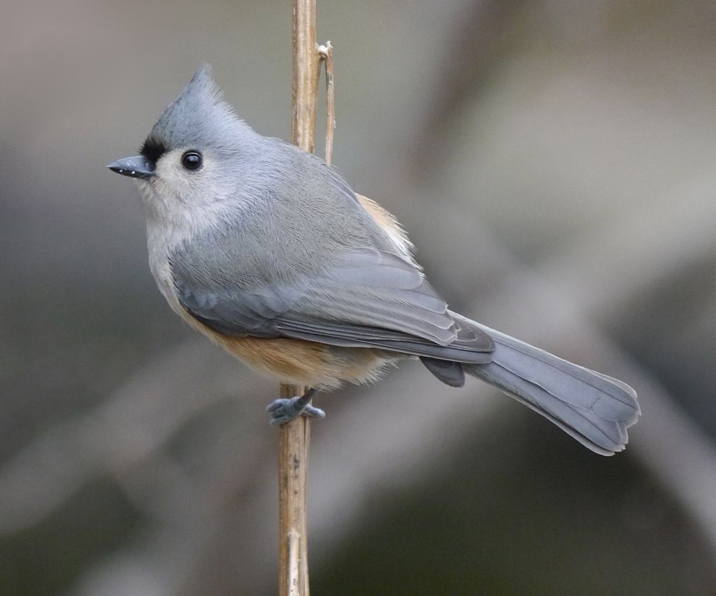 Tufted Titmouse Facts, Habitat, Diet, Life Cycle, Baby, Picture
