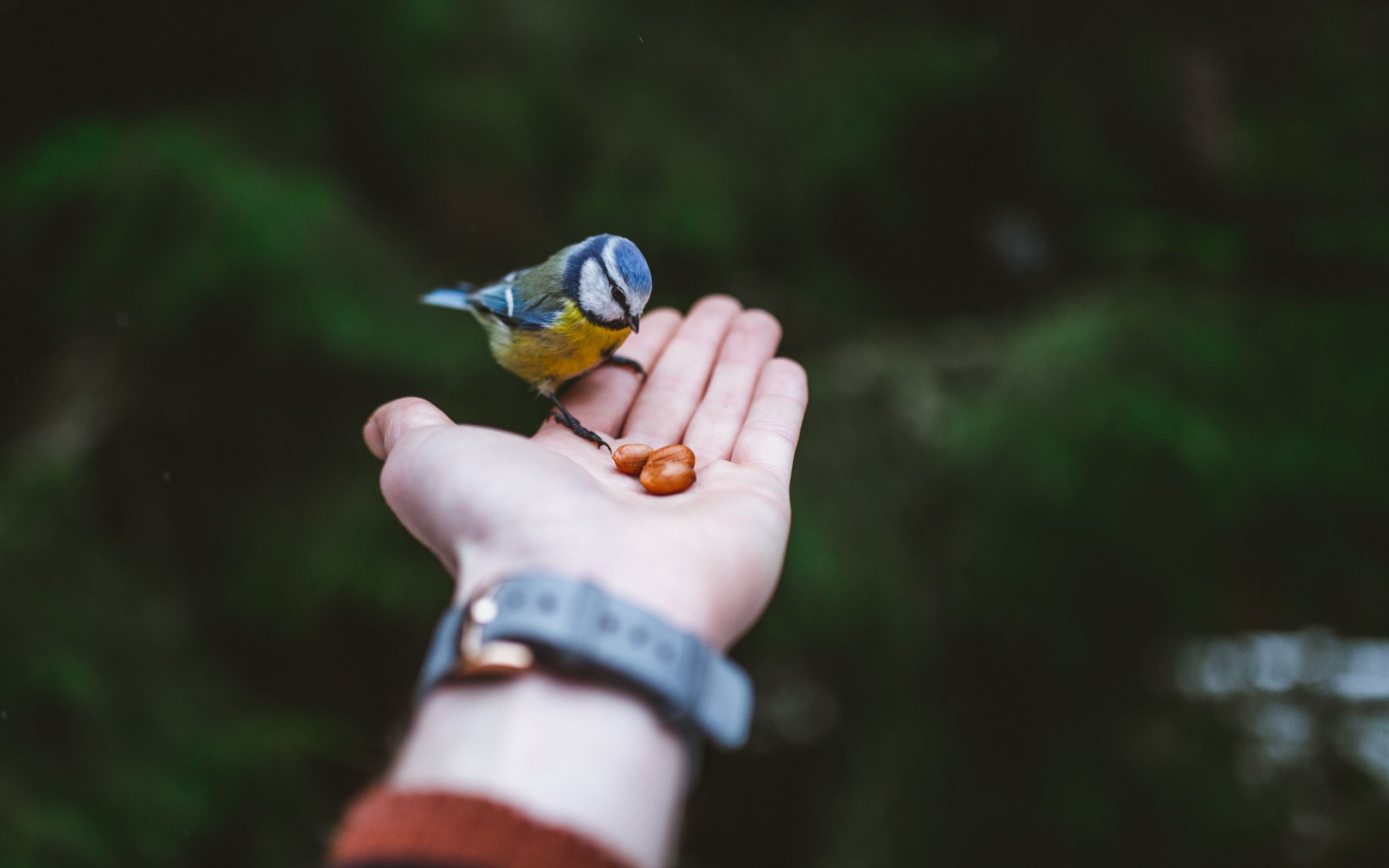 Download wallpaper 2560x1600 titmouse, hand, bird, food widescreen 16:10 HD background