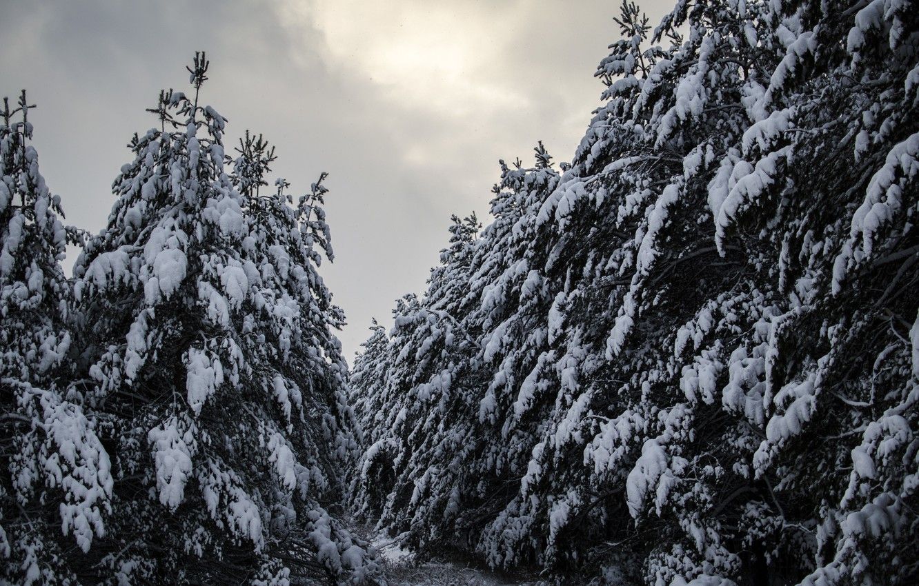 Wallpaper winter, snow, Forest, pine, forest, winter image for desktop, section природа