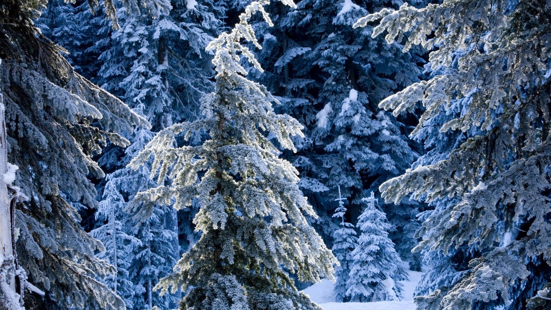 Download Wallpaper 1920x1080 Winter, Fir Trees, Pines, Snow, Silence, Wood, Coniferous Full HD 1080p HD Background