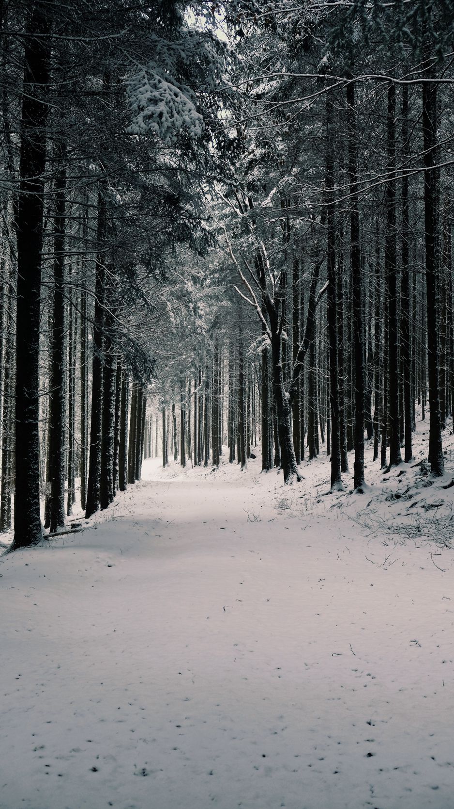 Download Wallpaper 938x1668 Forest, Trees, Snow, Winter, Pines Iphone 8 7 6s 6 For Parallax HD Background