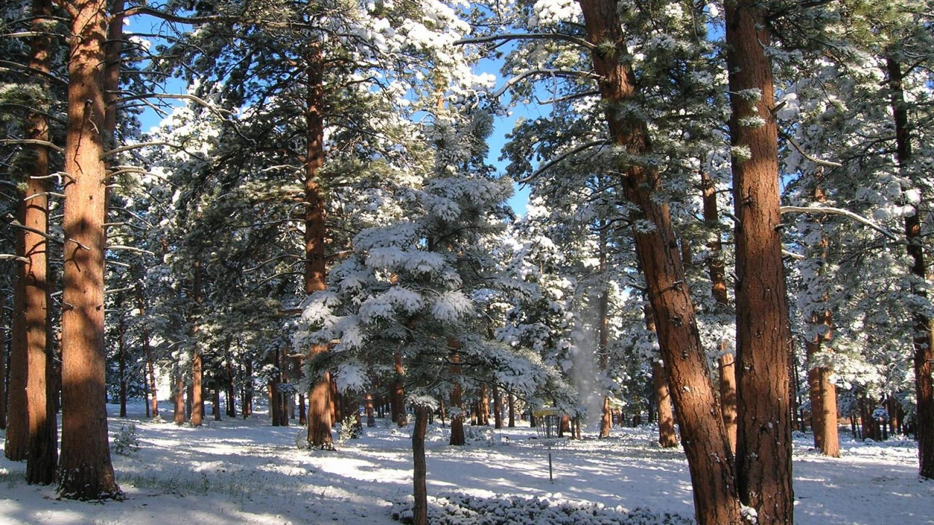 Download Wallpaper 1920x1080 wood, pines, winter, snow Full HD 1080p HD Background
