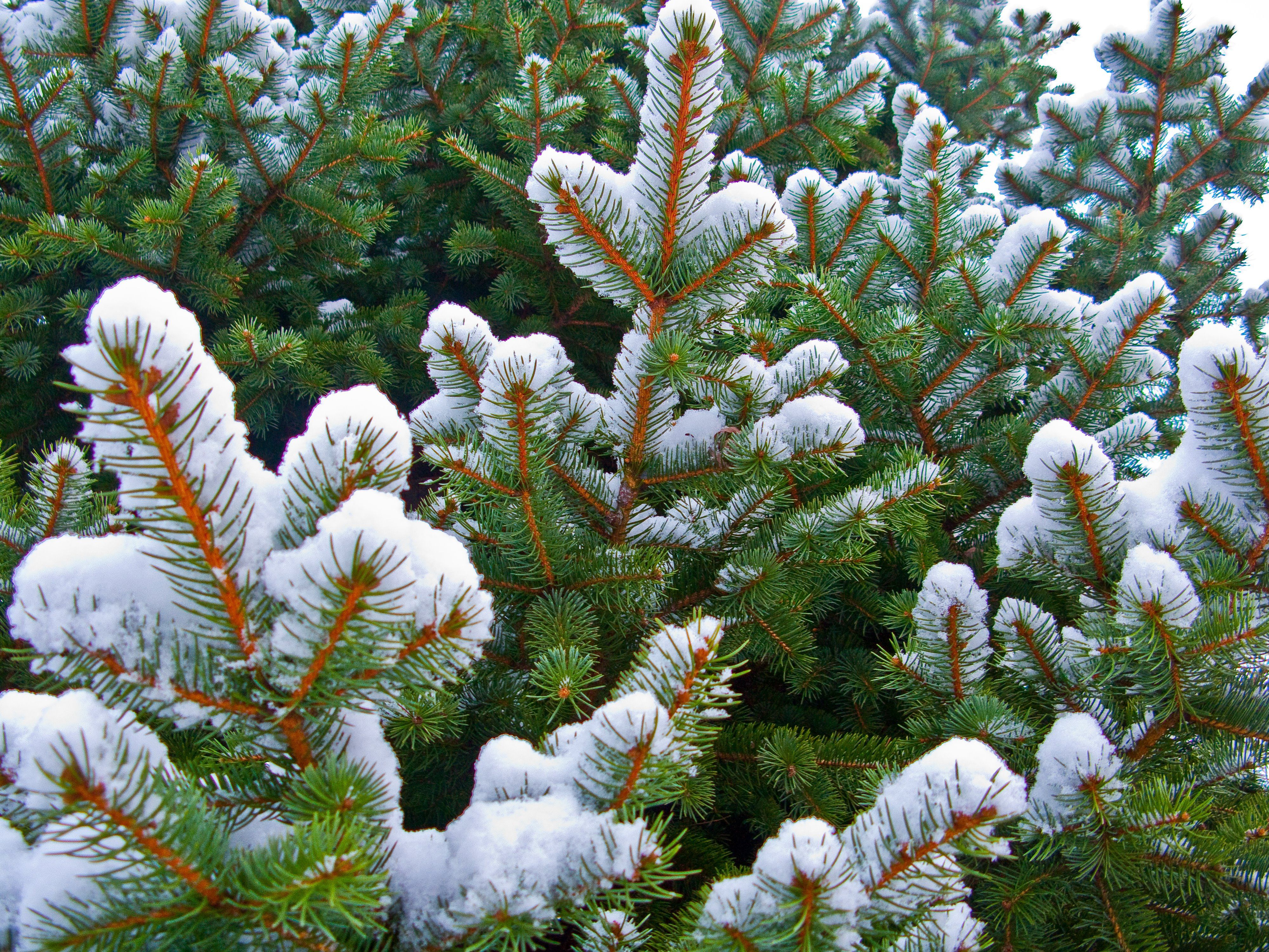 Blue Spruce Pine Tree Look For An Evergreen Day