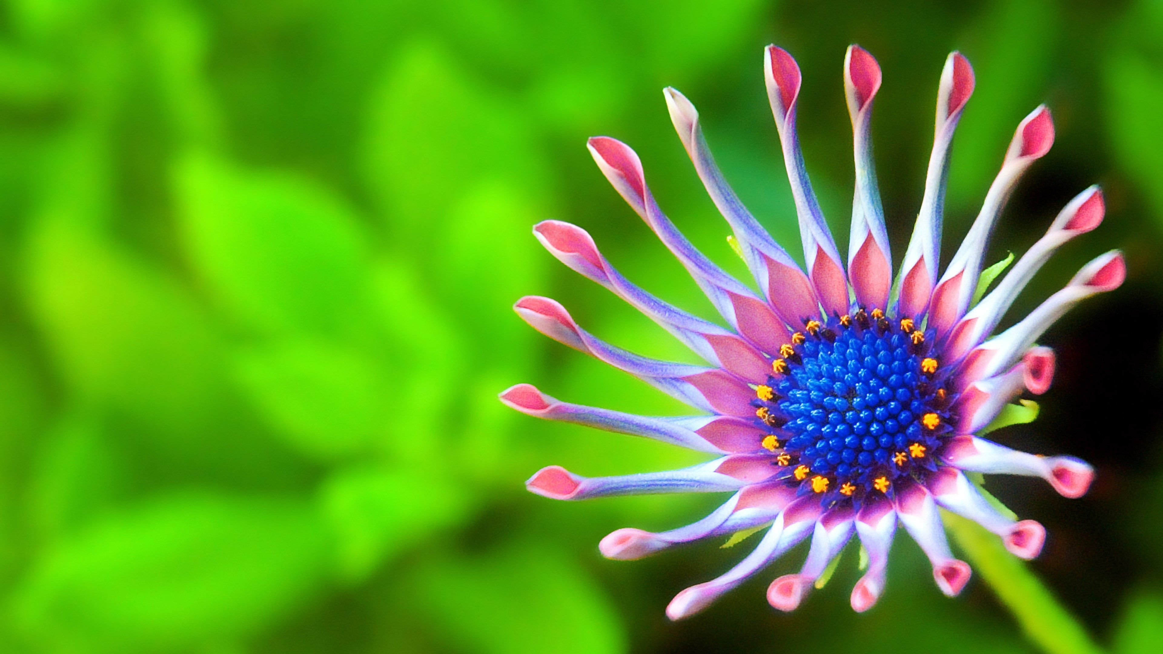 beautiful flower 4k HD image. Best flower wallpaper, Flower image wallpaper, Macro photography nature