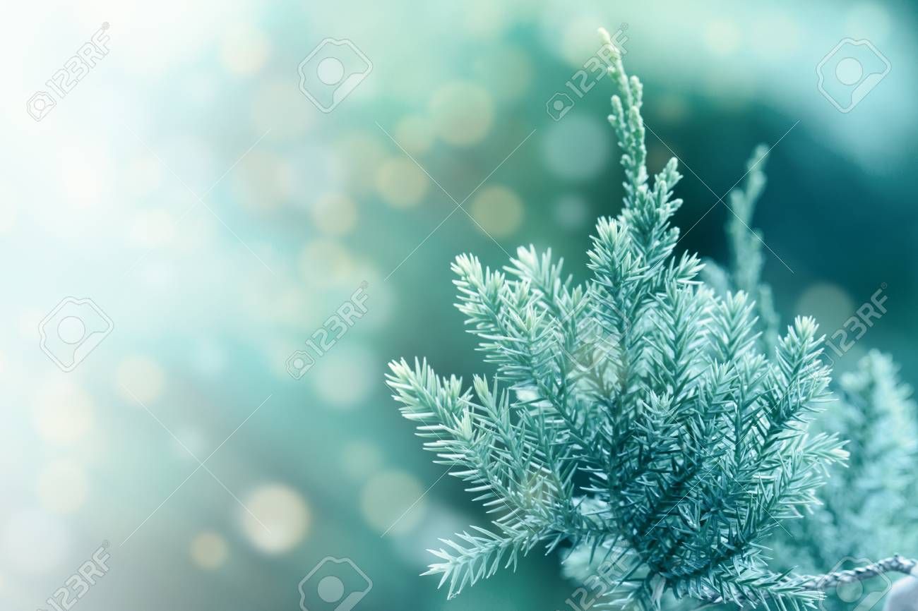 Christmas Pine Trees Wallpaper