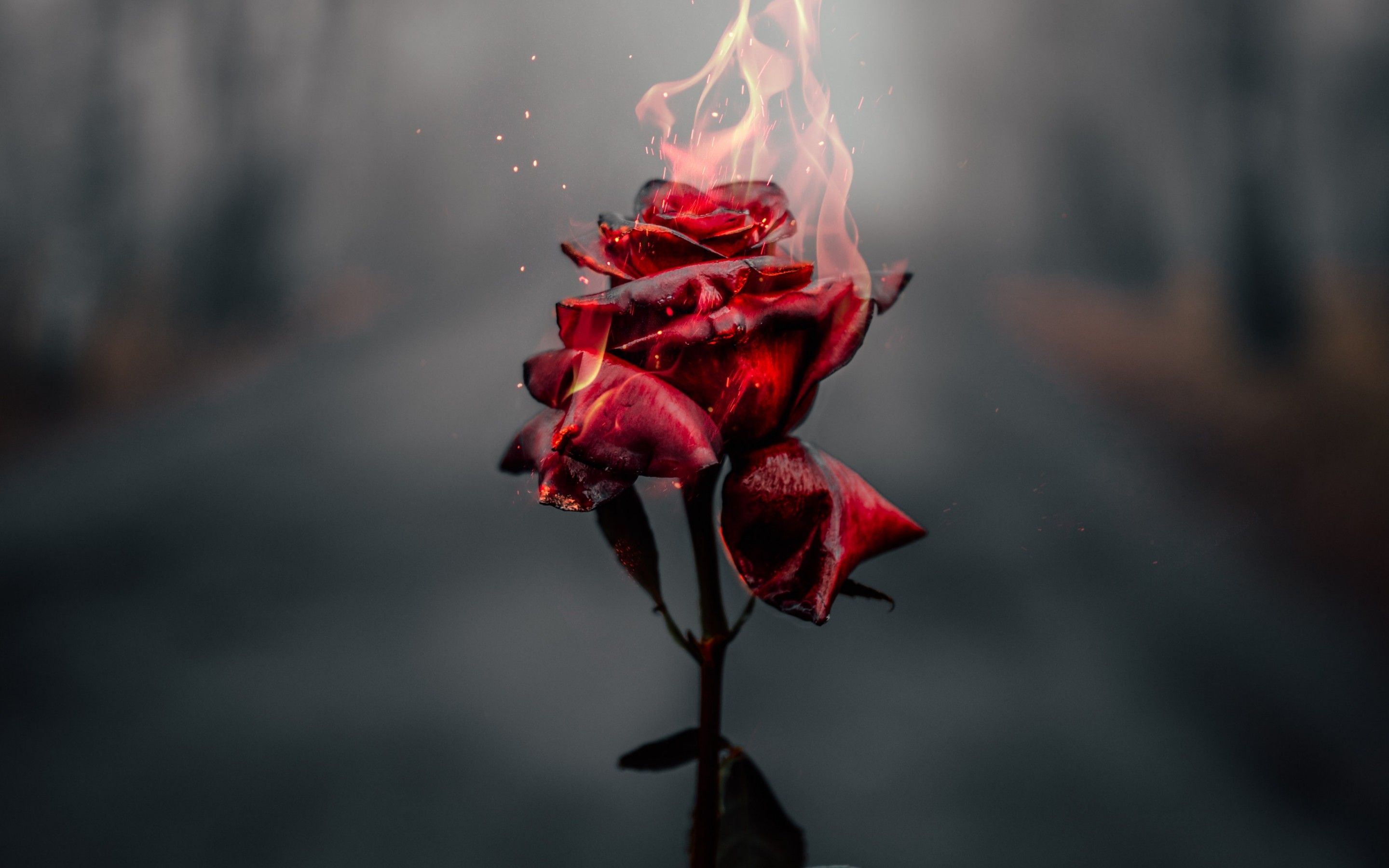 Rose flower 4K Wallpaper, Fire, Burning, Dark, Flowers