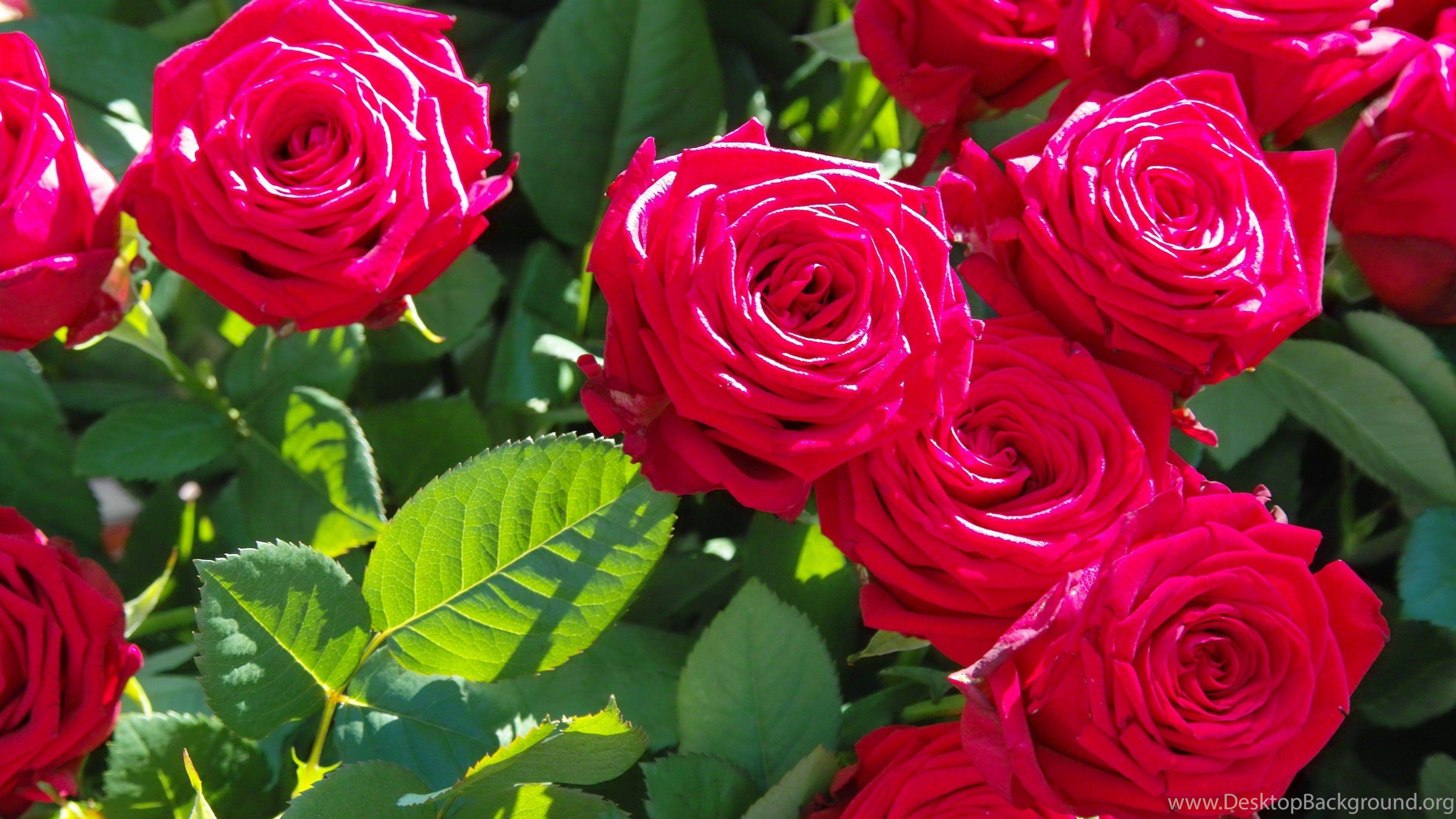 Rose Leaves Beautiful Flowers Wallpaper HD In 4K Resolution Desktop Background