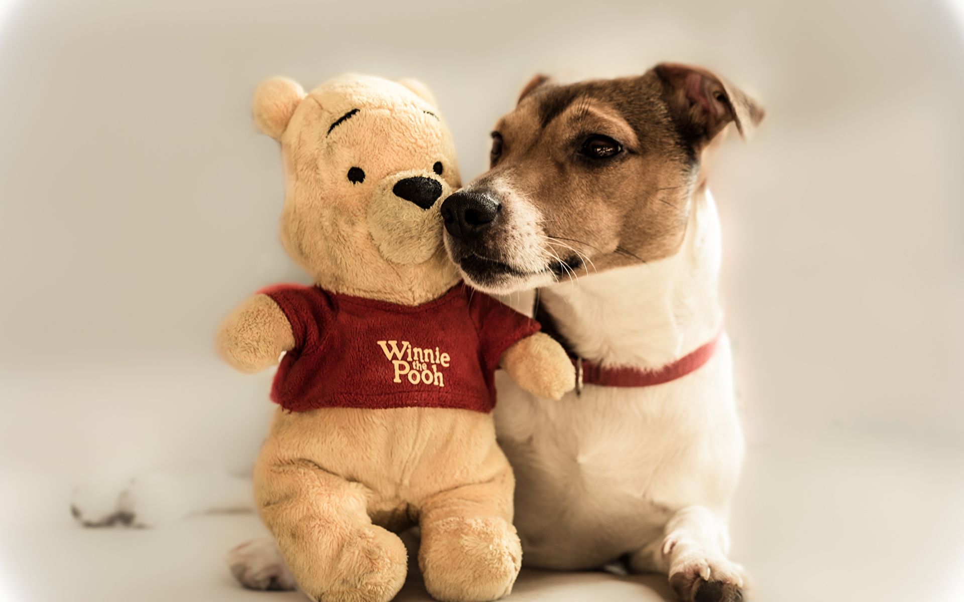 Image Jack Russell terrier Dogs Teddy bear animal 1920x1200