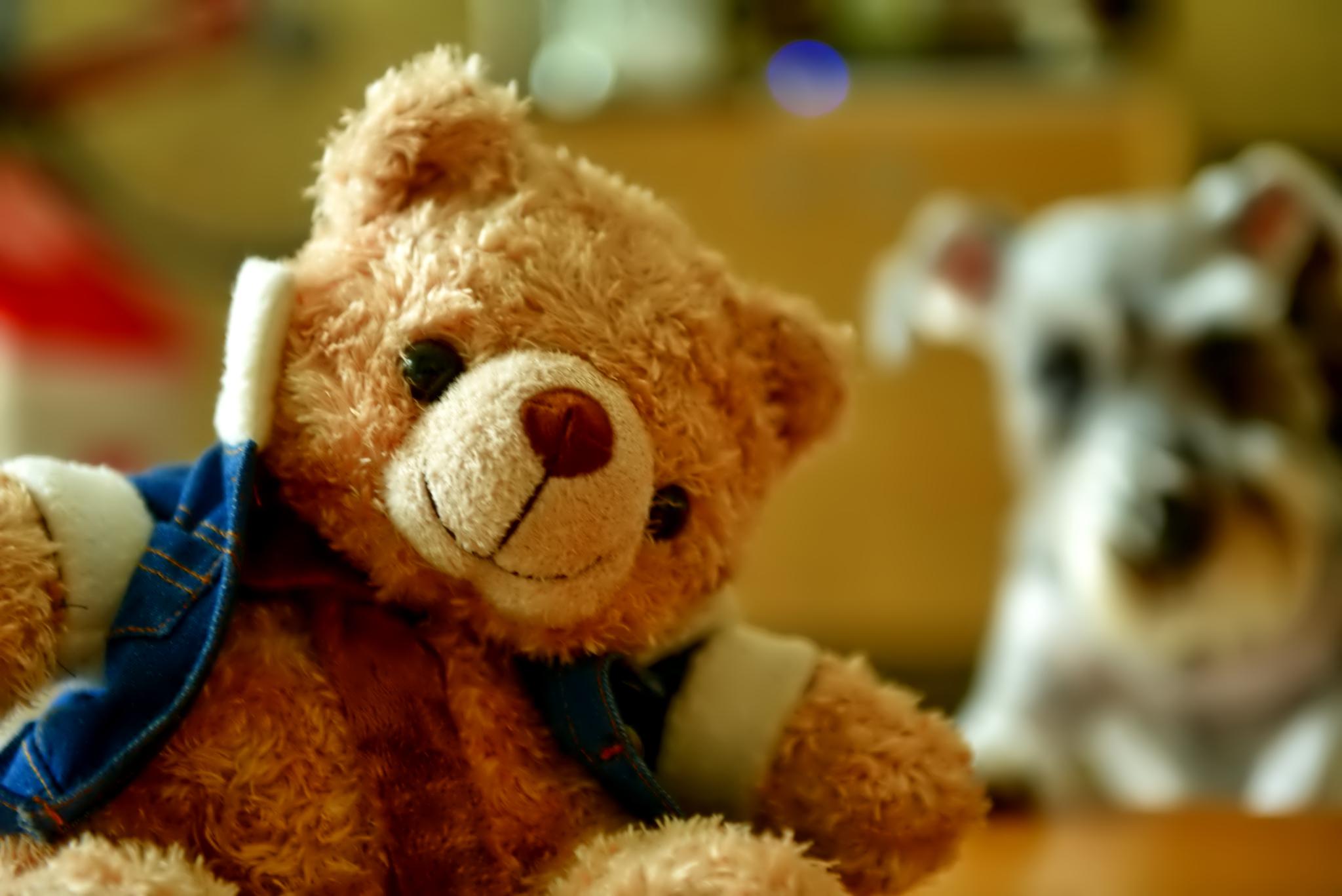 Teddy bear and dog - Quality and Resolution
