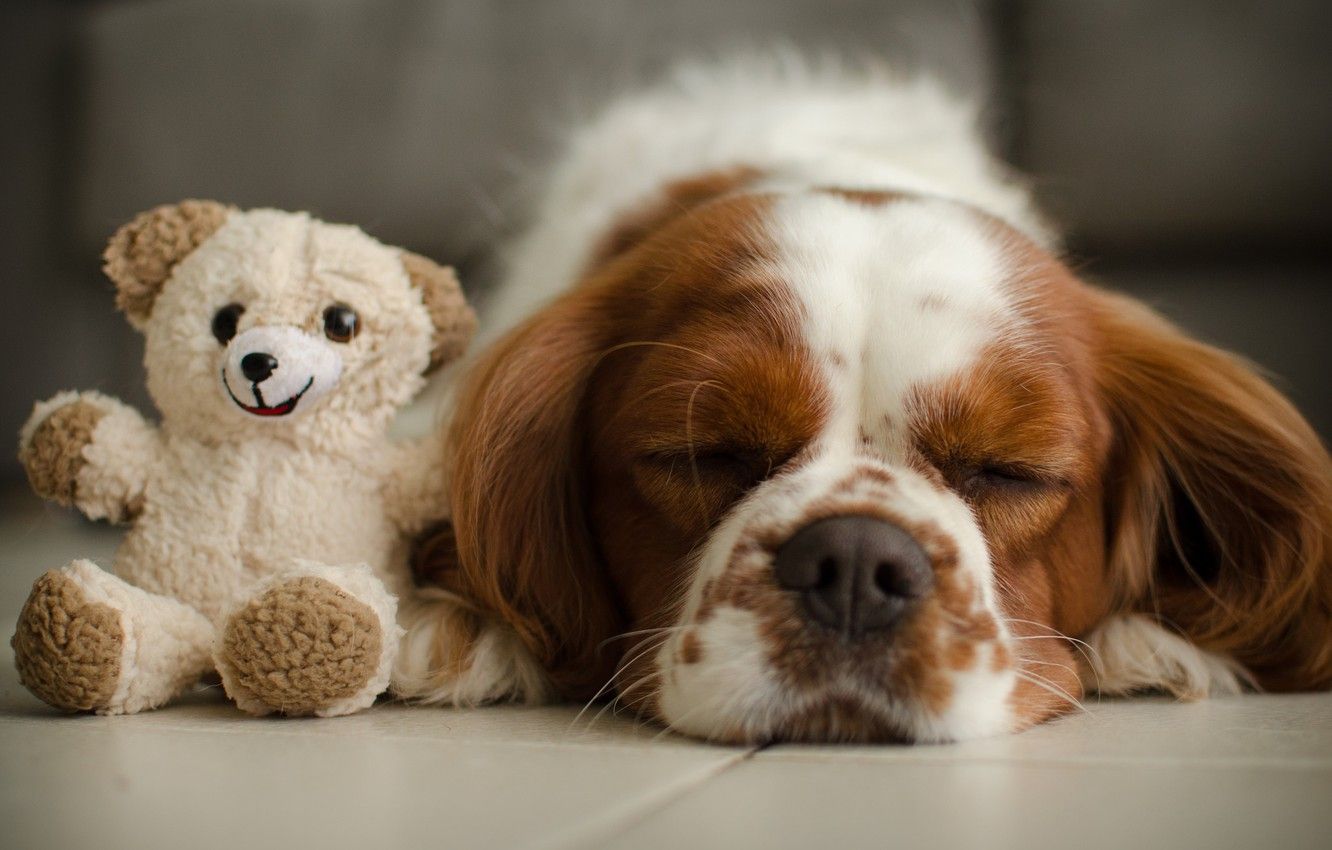Wallpaper toy, sleep, dog, bear, Teddy bear, sleeping, The cavalier king Charles Spaniel image for desktop, section собаки