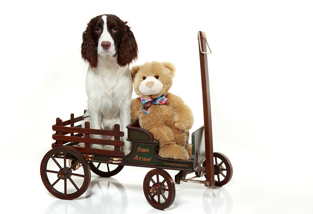 Desktop Wallpaper Spaniel Dogs Teddy bear Toys animal
