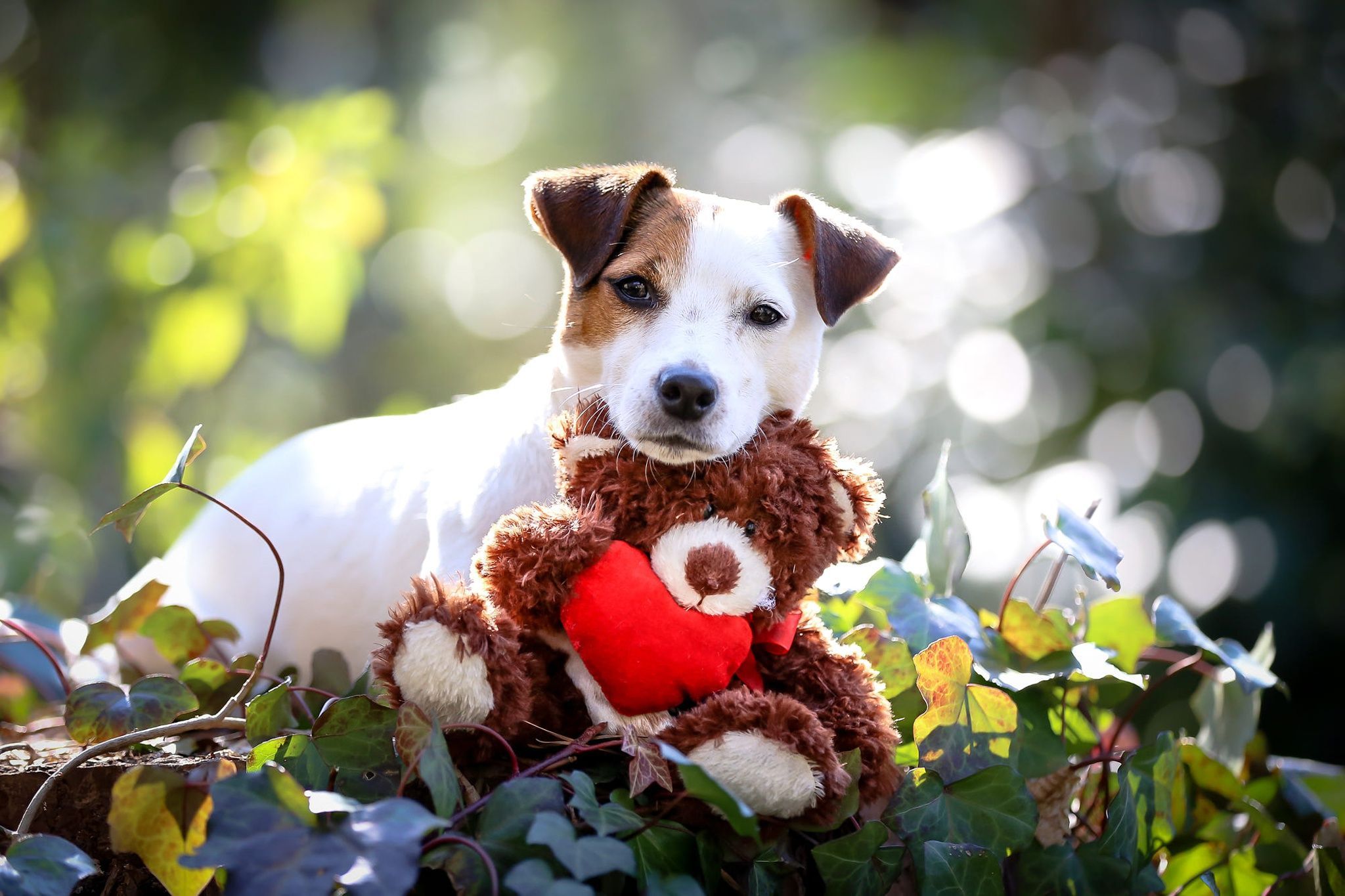 Teddy Bear Dog Wallpapers - Wallpaper Cave