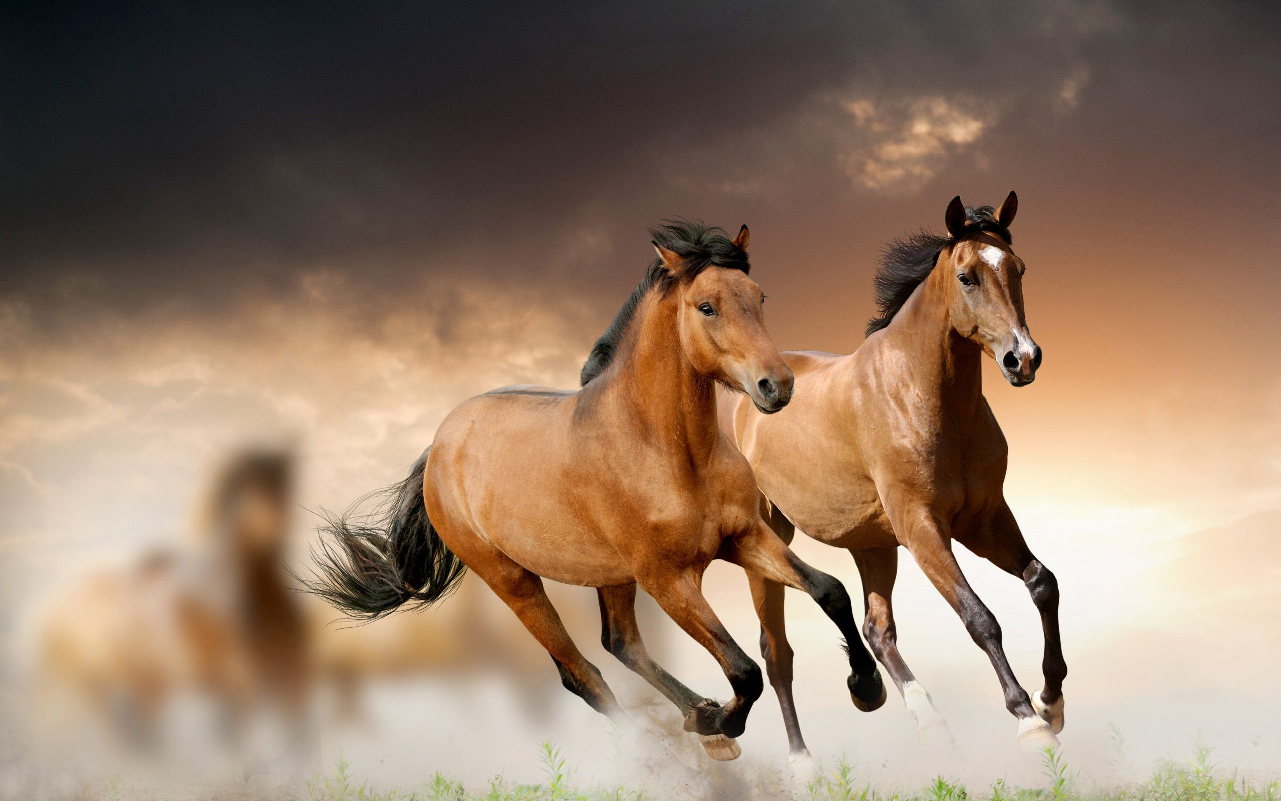 Wild Horse Wallpaper