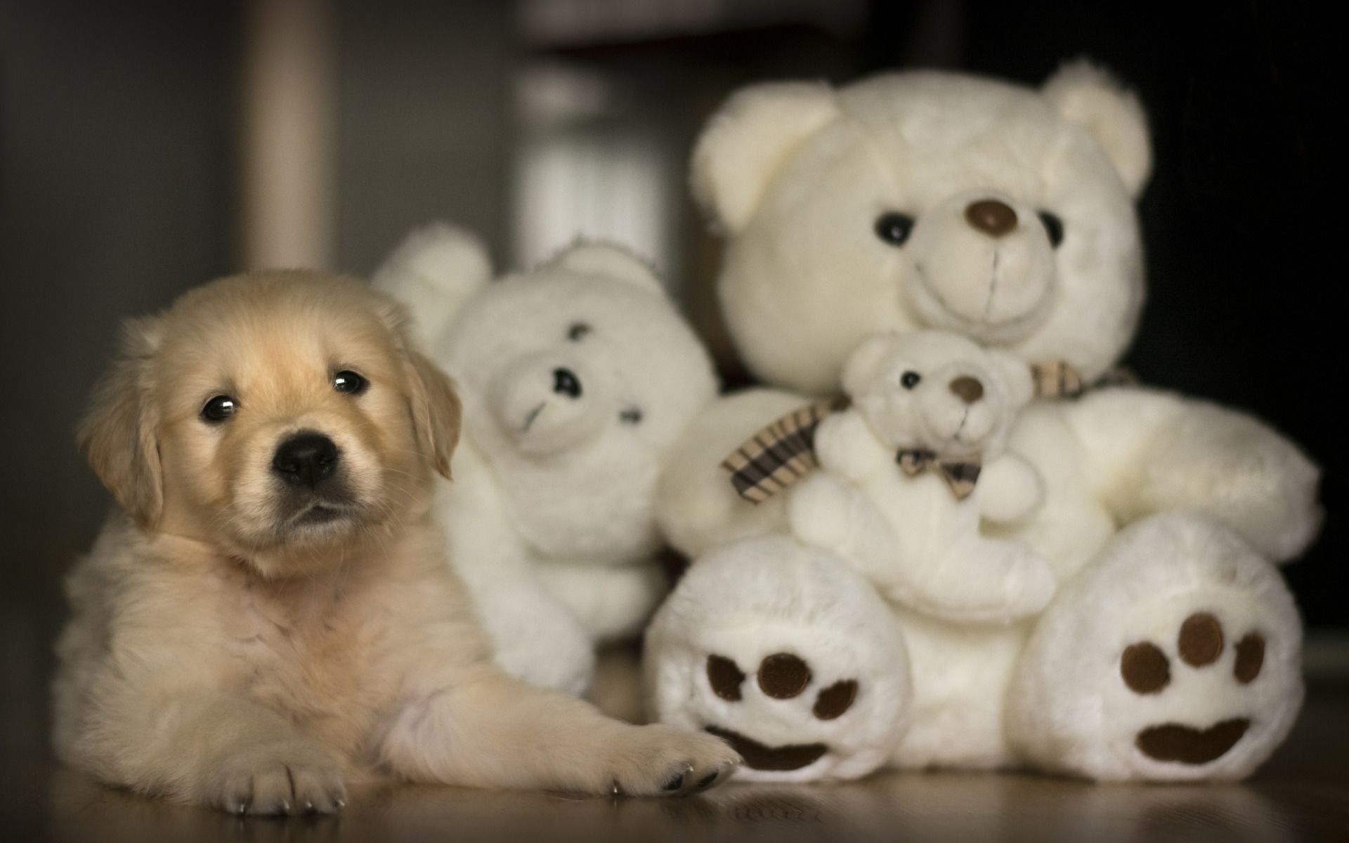 Teddy Bear Dog Wallpapers - Wallpaper Cave