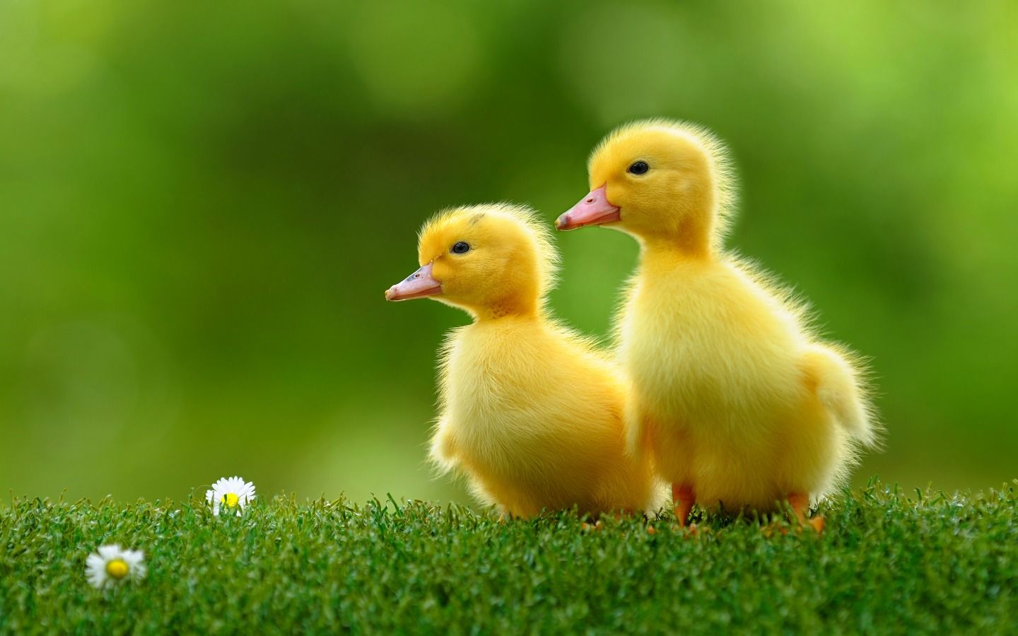 Free download Cute Ducklings HD Wallpaper WallpaperCharlie [1440x900] for your Desktop, Mobile & Tablet. Explore Duckling Wallpaper. Duck Wallpaper Free, Ducks Unlimited Wallpaper Desktop, Oregon Ducks Wallpaper for Computers