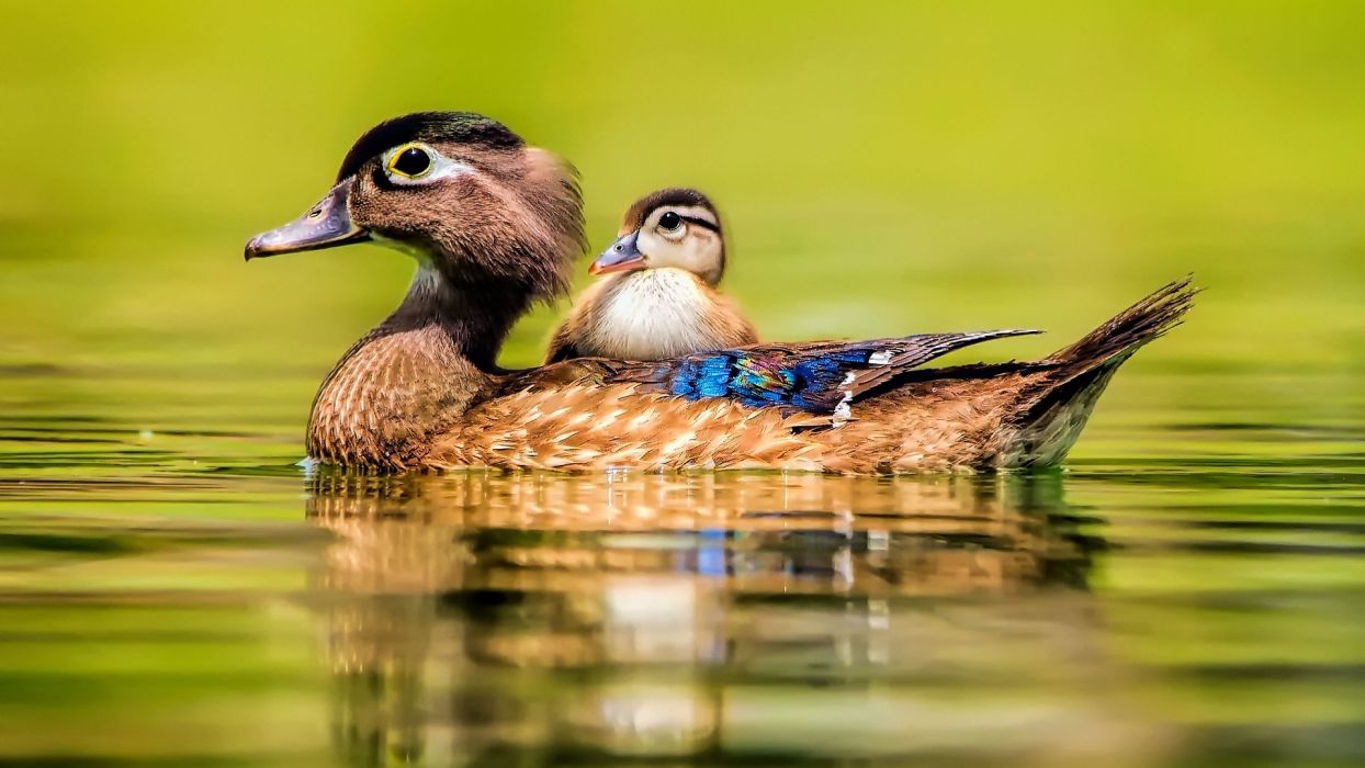 Animal cute baby beauty lake water bird duck duck wallpaperx1080