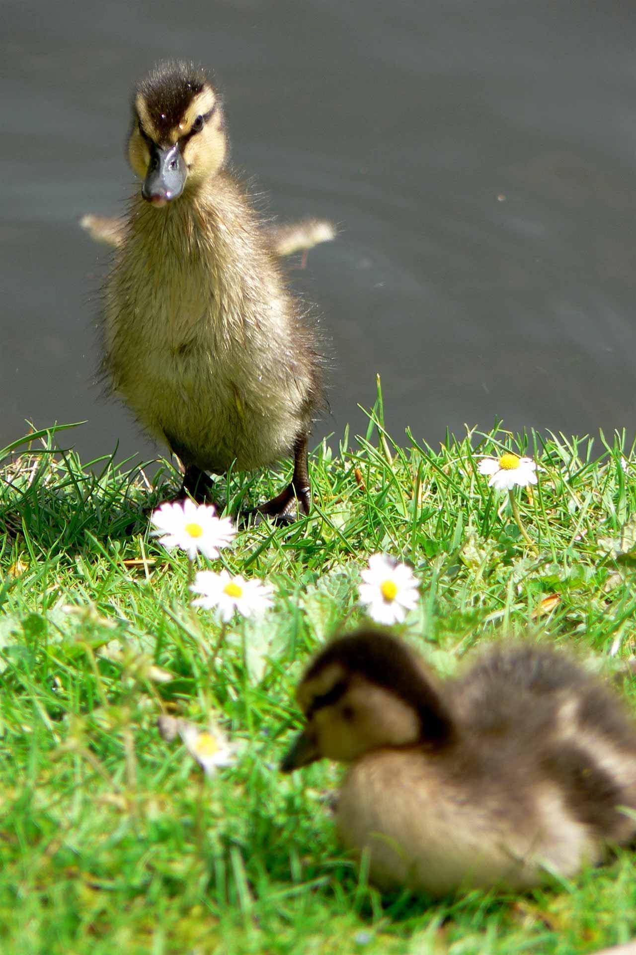 Cute Ducks Live Wallpaper for Android