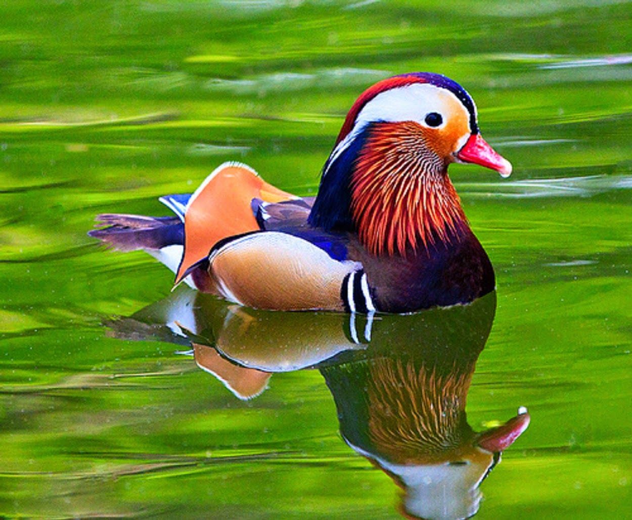 Very Cute Mandarin Duck Wallpaper Free Download Duck HD