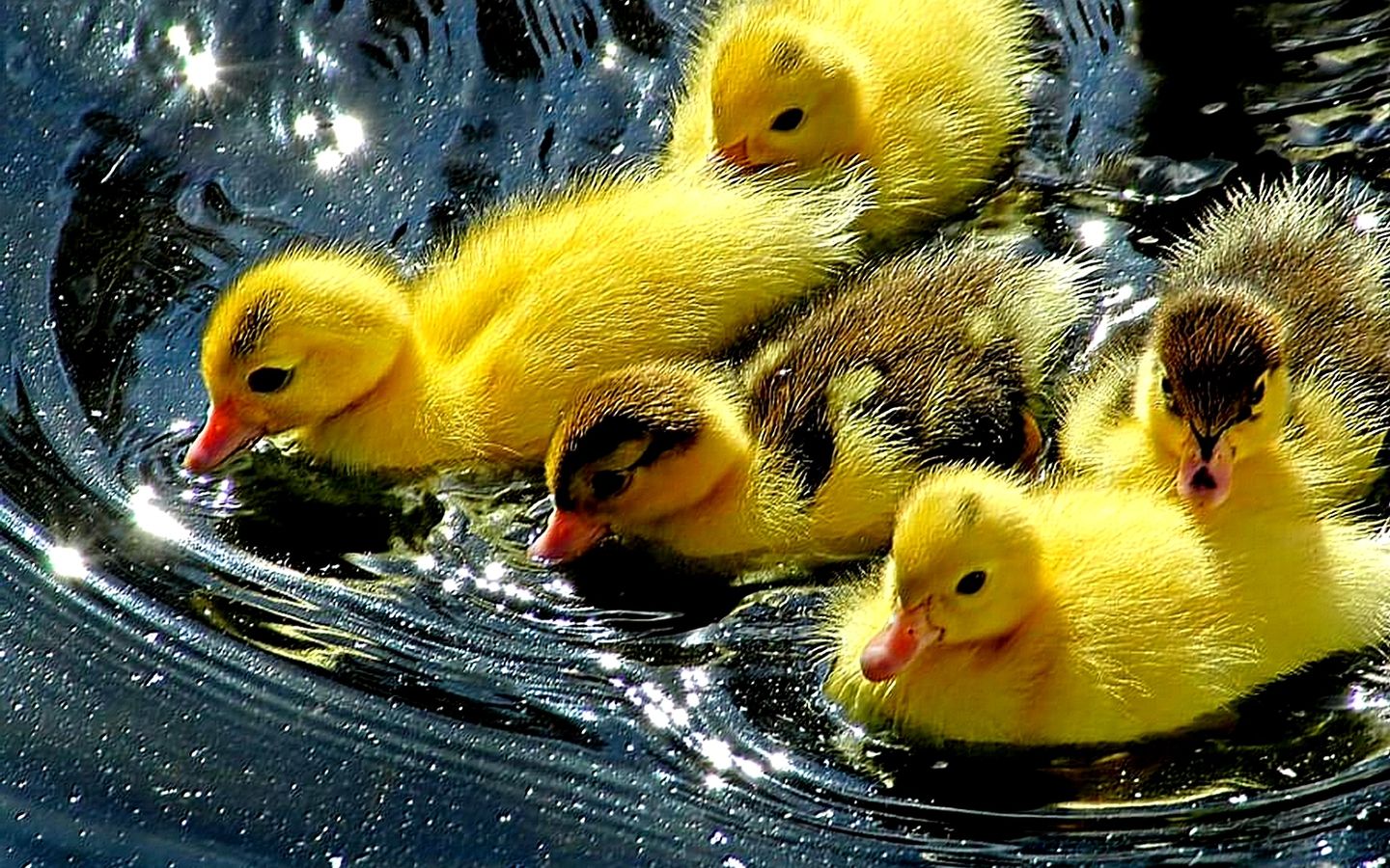 Cute Ducks On A Pond HD Wallpaper