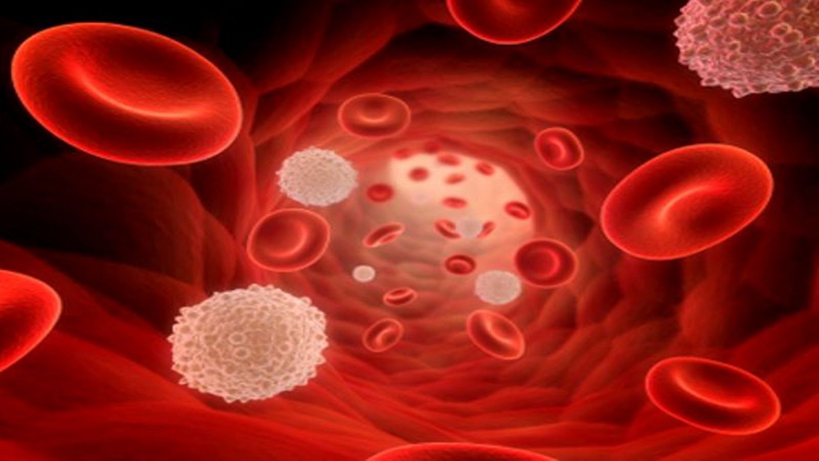 red blood cells wallpaper