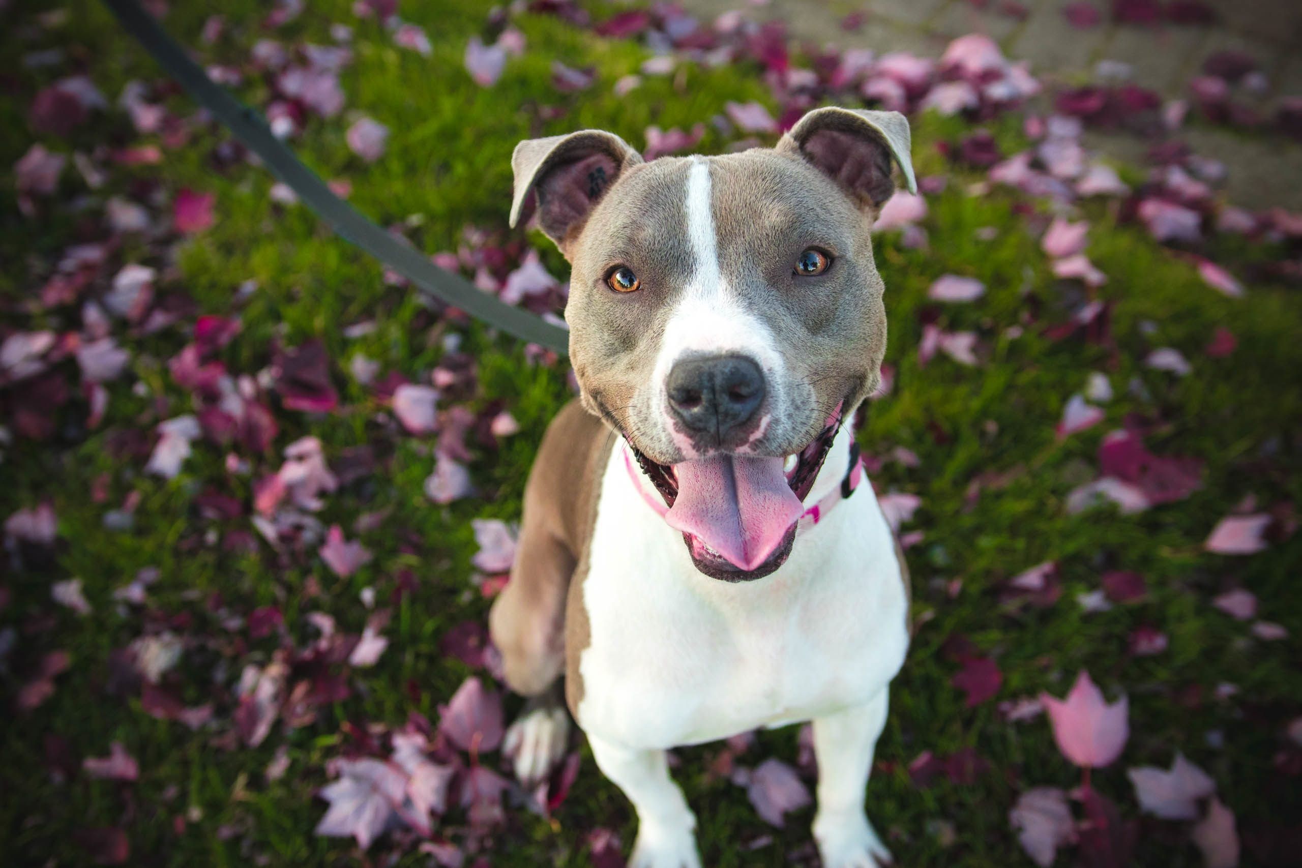 Gray And White Color Pitbull HD Wallpaper Pit Bull Terrier Cute