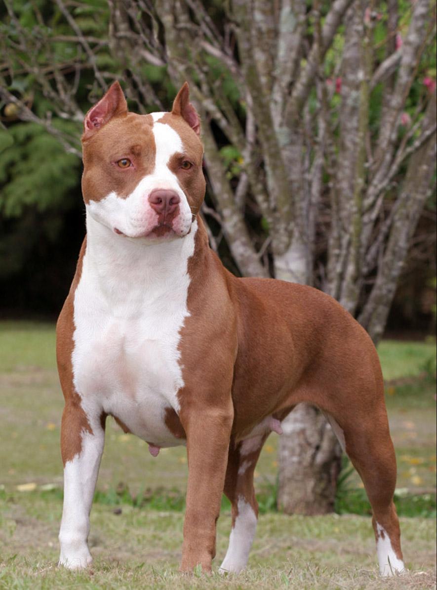 American Pitbull Terrier Hd Wallpaper