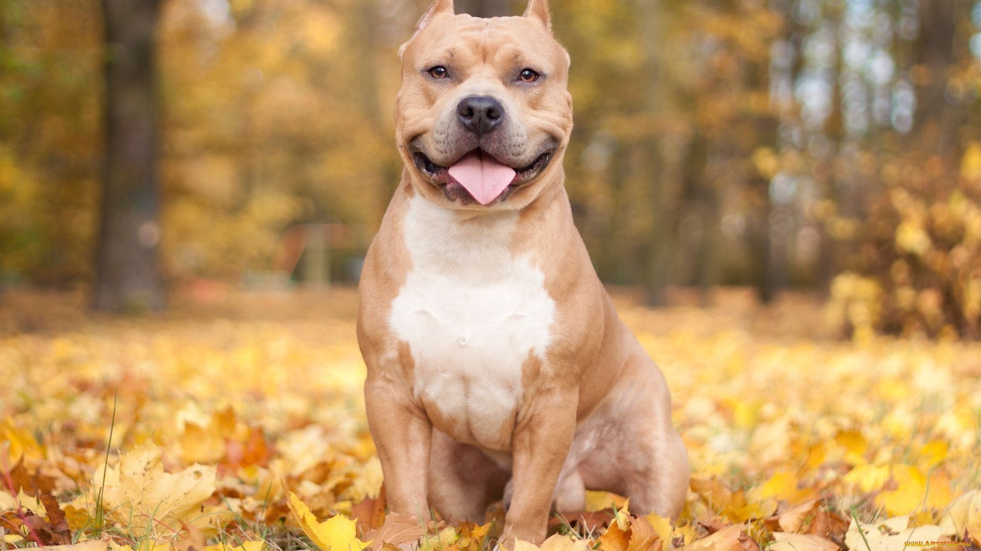 Pit Bulls Wallpaper