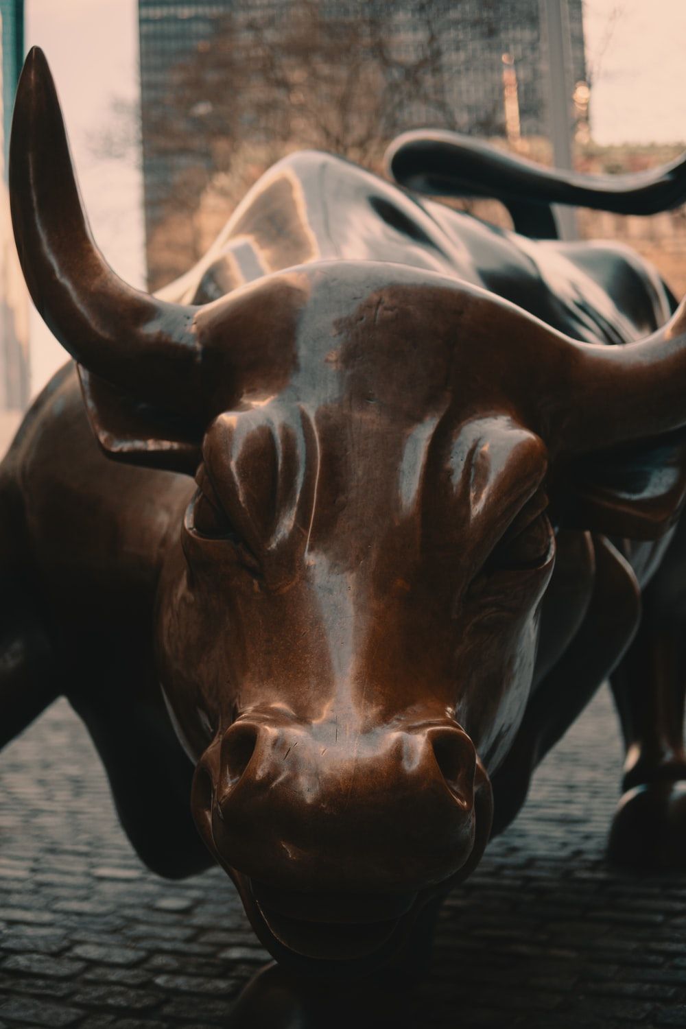 Bull Market Picture. Download Free Image