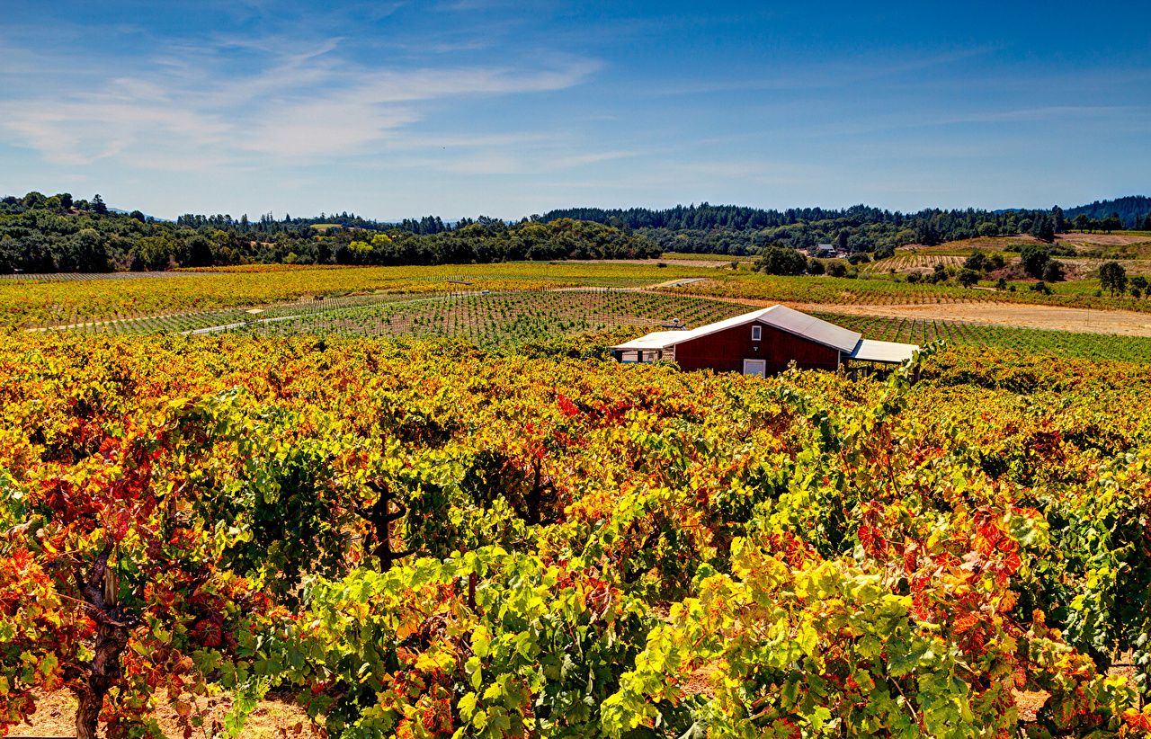 Sonoma instal the new version for ios