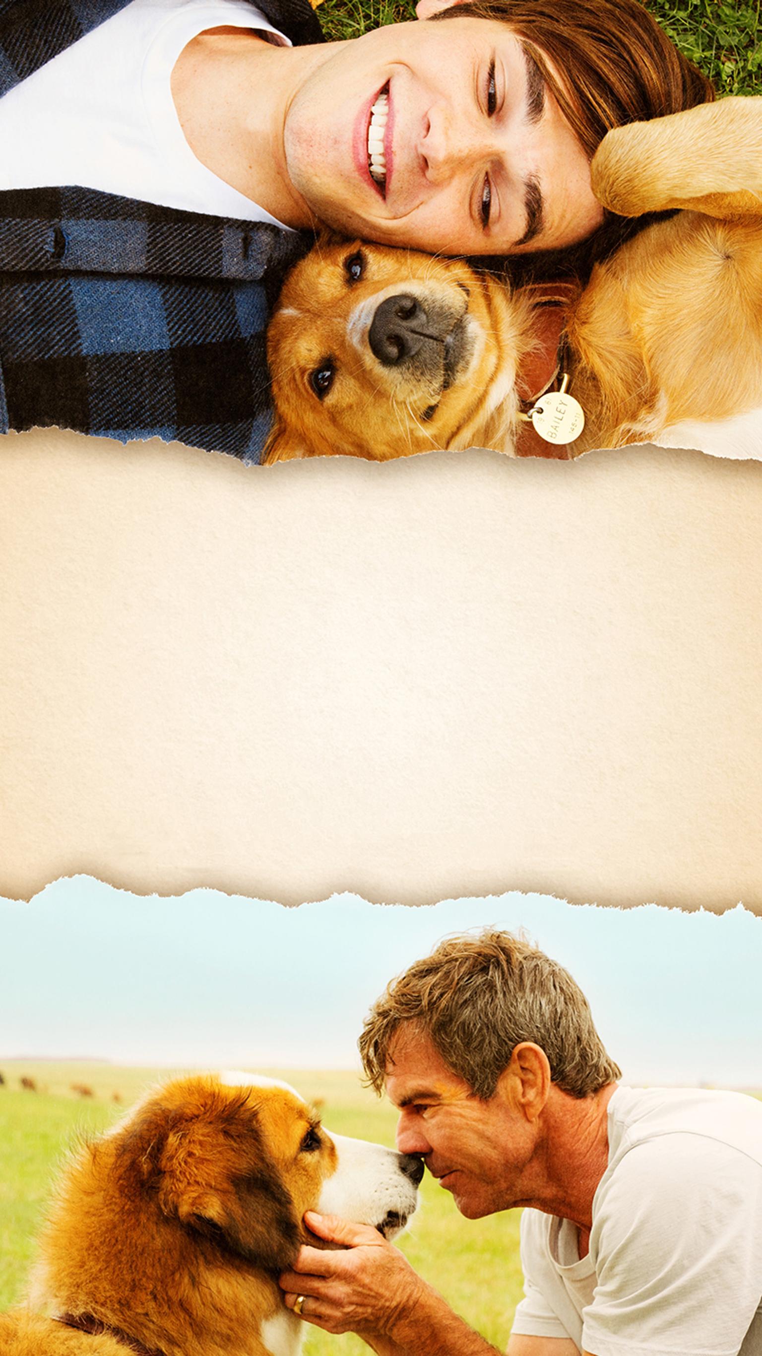 A Dog's Purpose Wallpaper Free A Dog's Purpose Background