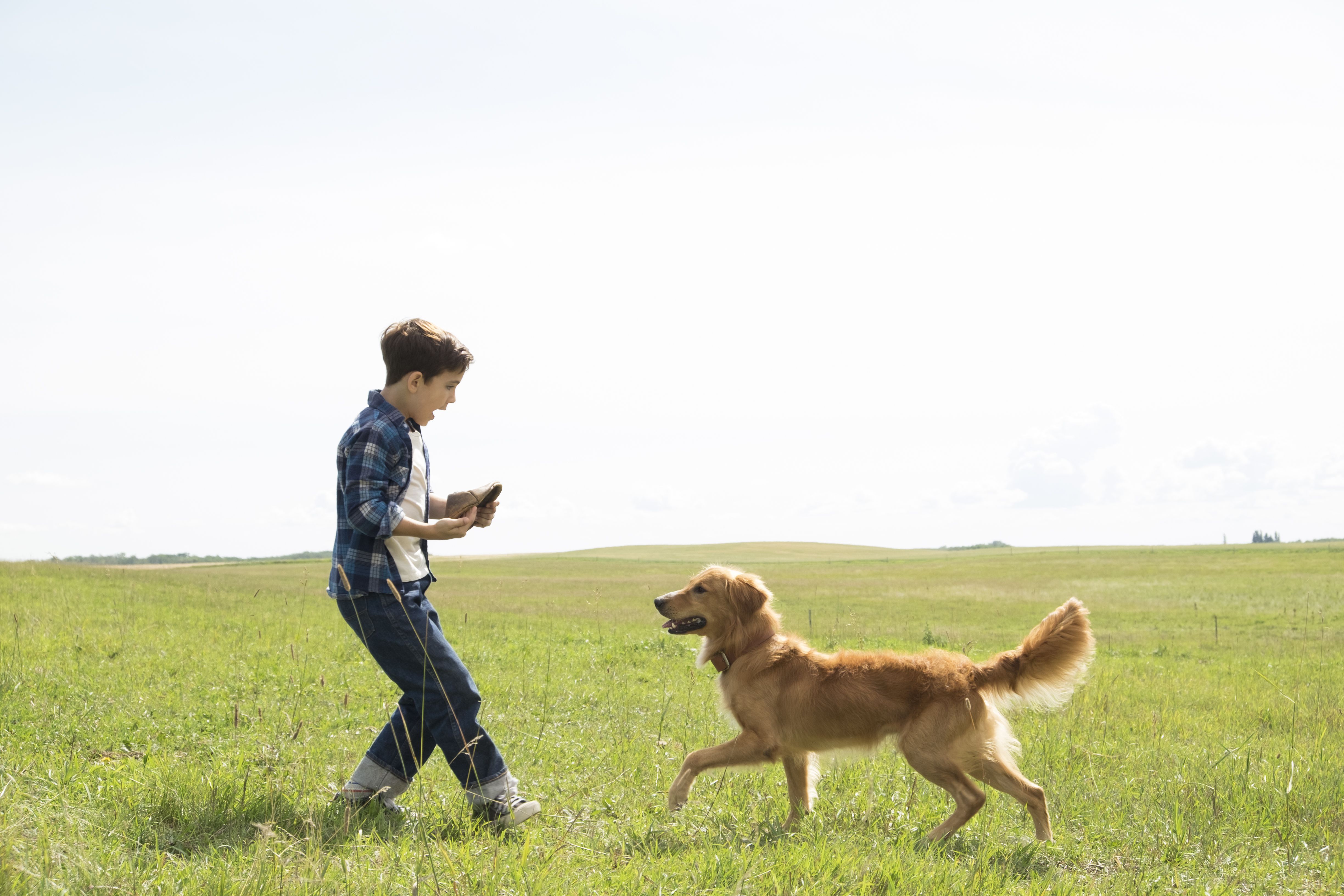 A Dog's Purpose Wallpaper Image Photo Picture Background