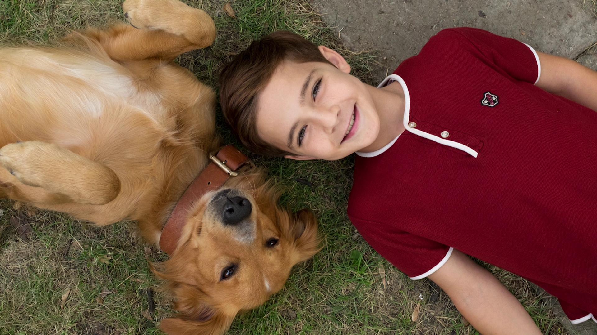 A Dog's Purpose Wallpaper Free A Dog's Purpose Background