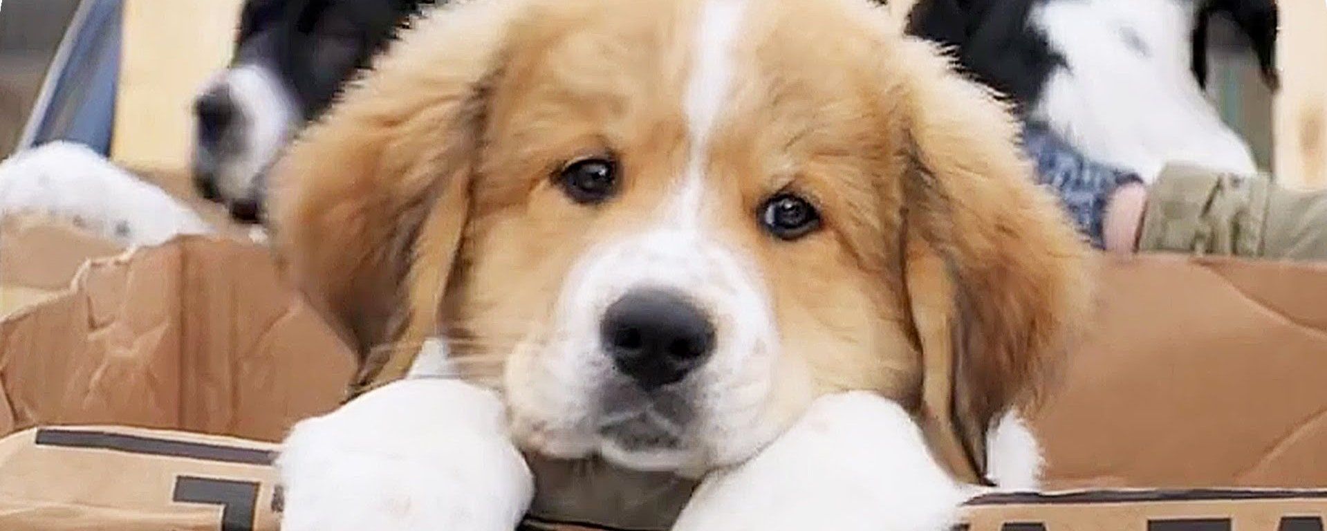 A Dog's Purpose' Premiere Cancelled After Animal Cruelty Controversy