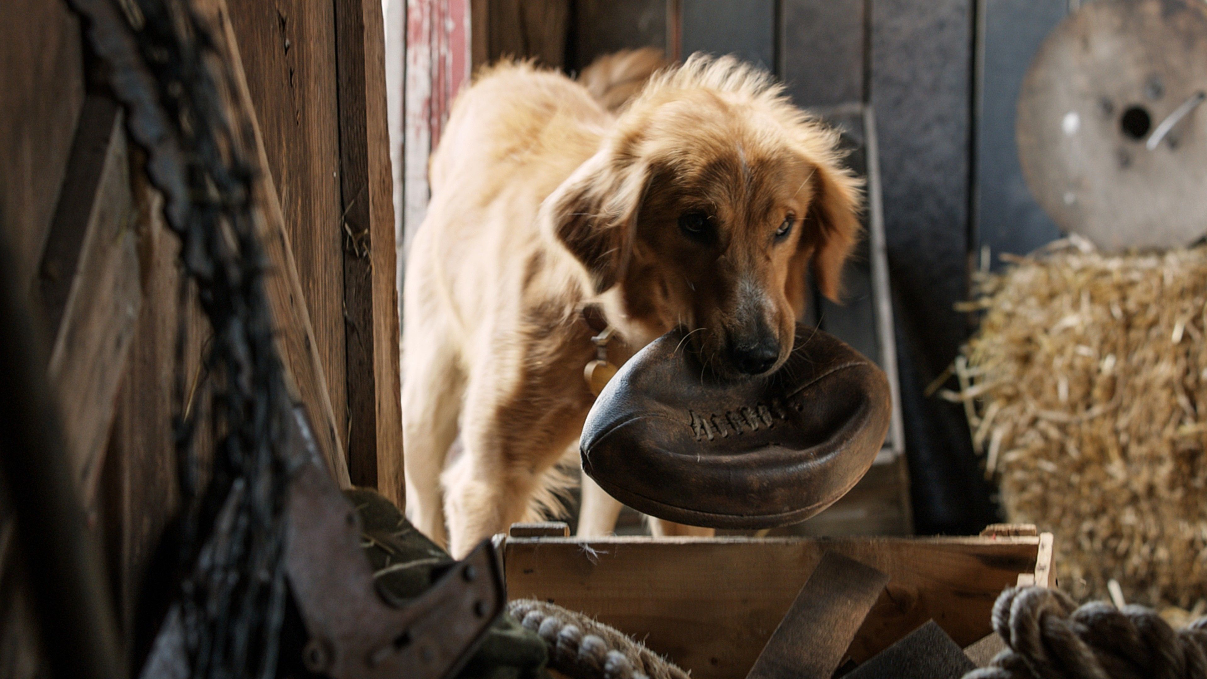 Wallpaper A Dog's Purpose, dog, best movies, Movies