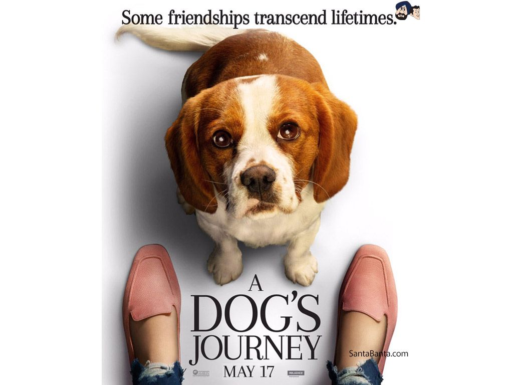 A Dogs Journey Movie Wallpaper