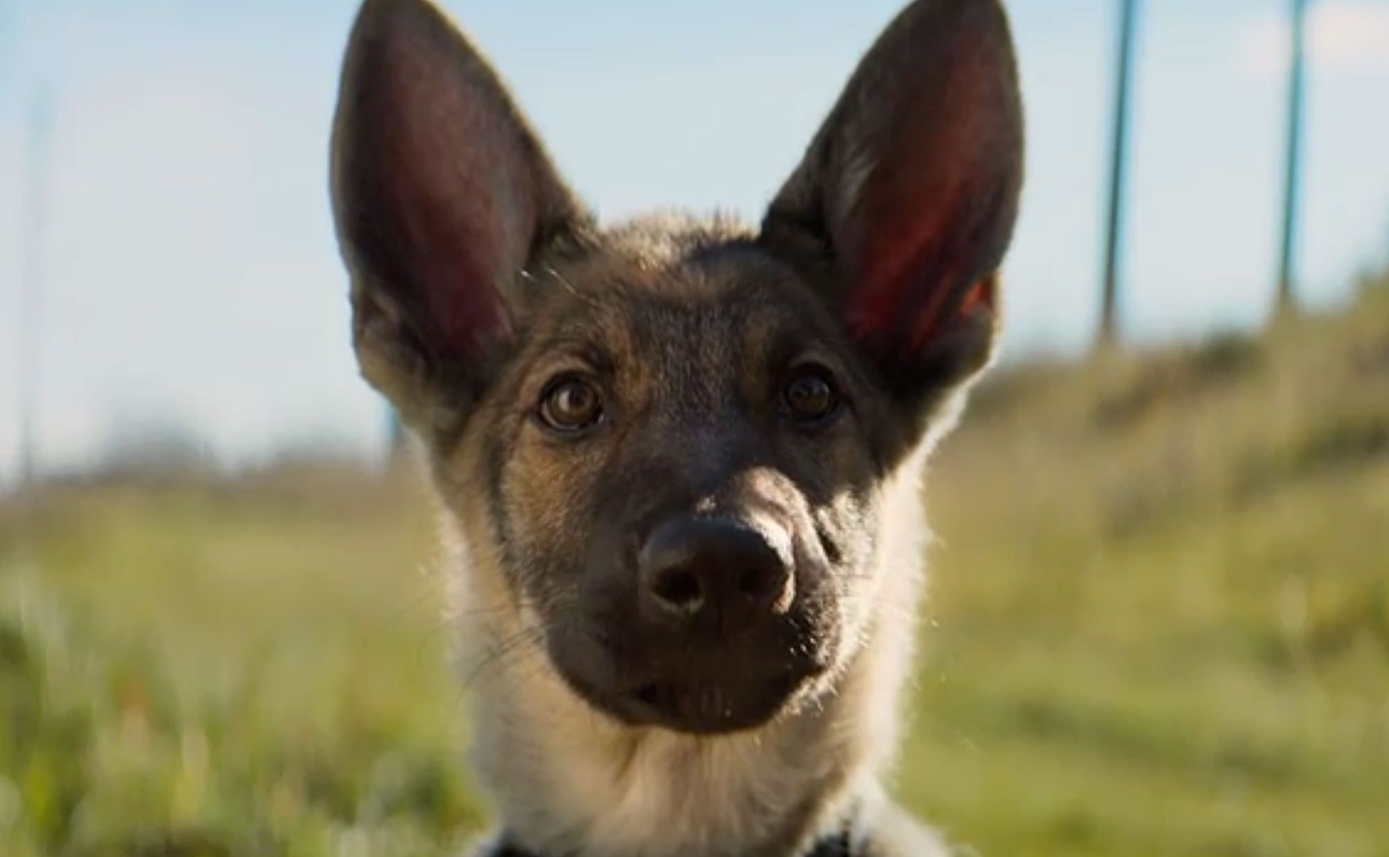 A Dog's Purpose Video Shows German Shepherd Being Forced Into Churning Waters