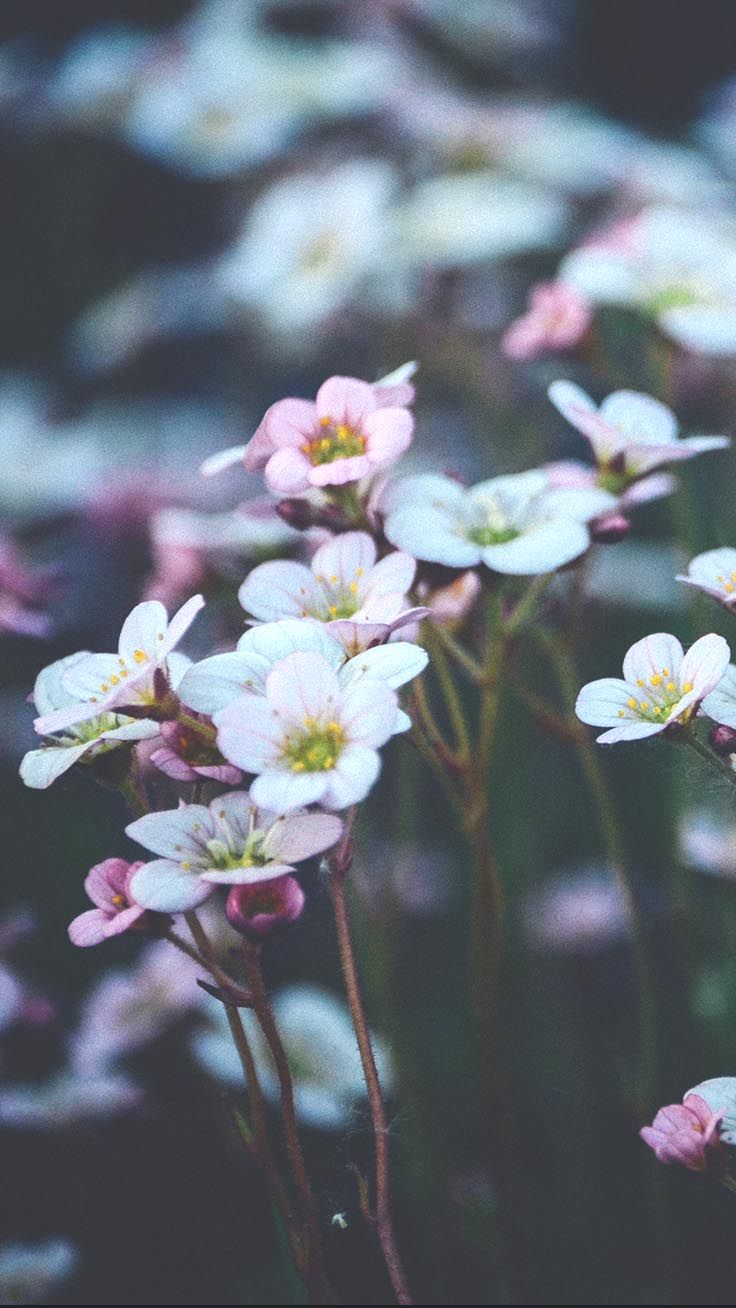 Pretty Springtime iPhone Wallpaper