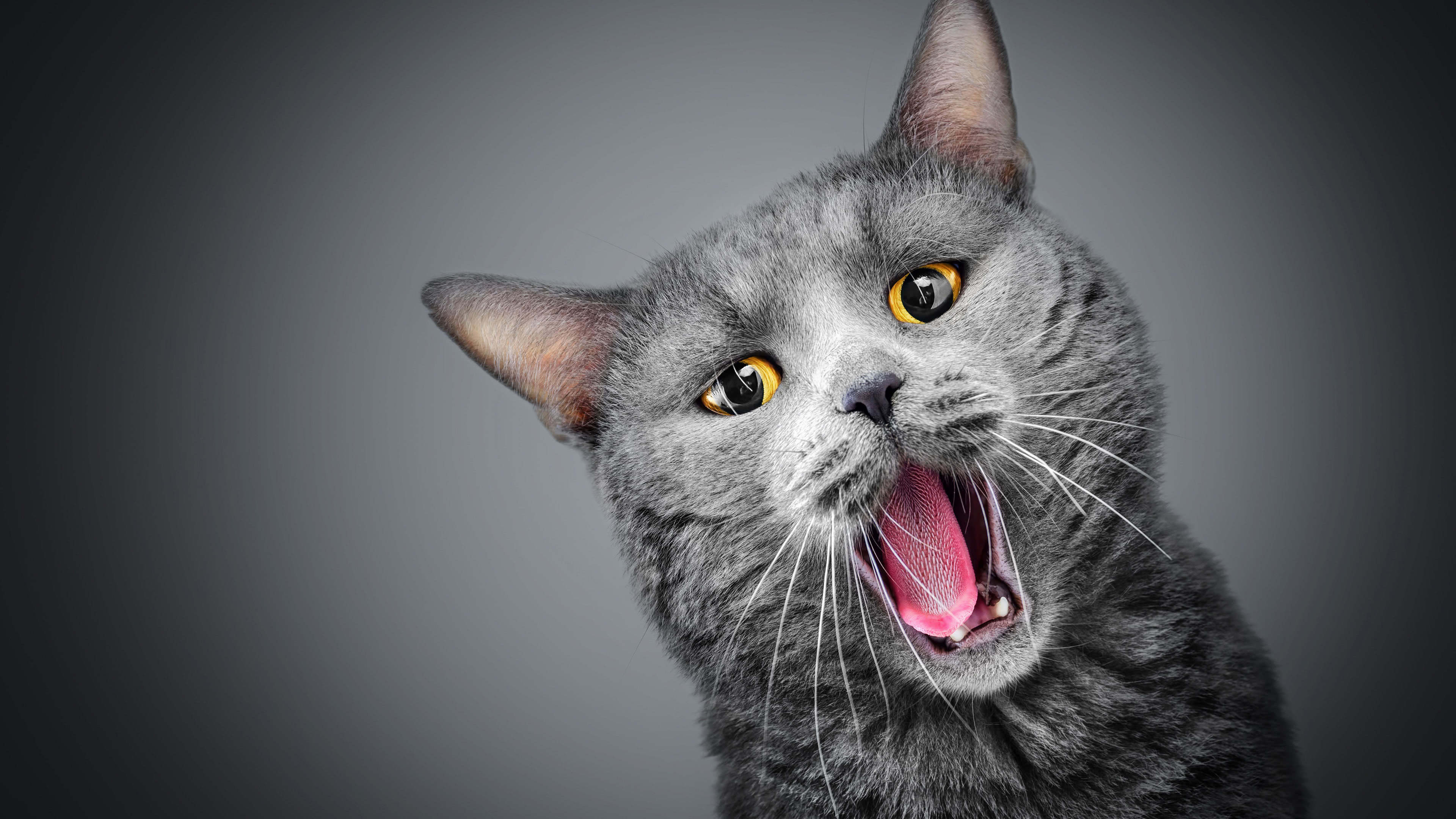 Kittens 4k Wallpapers Wallpaper Cave