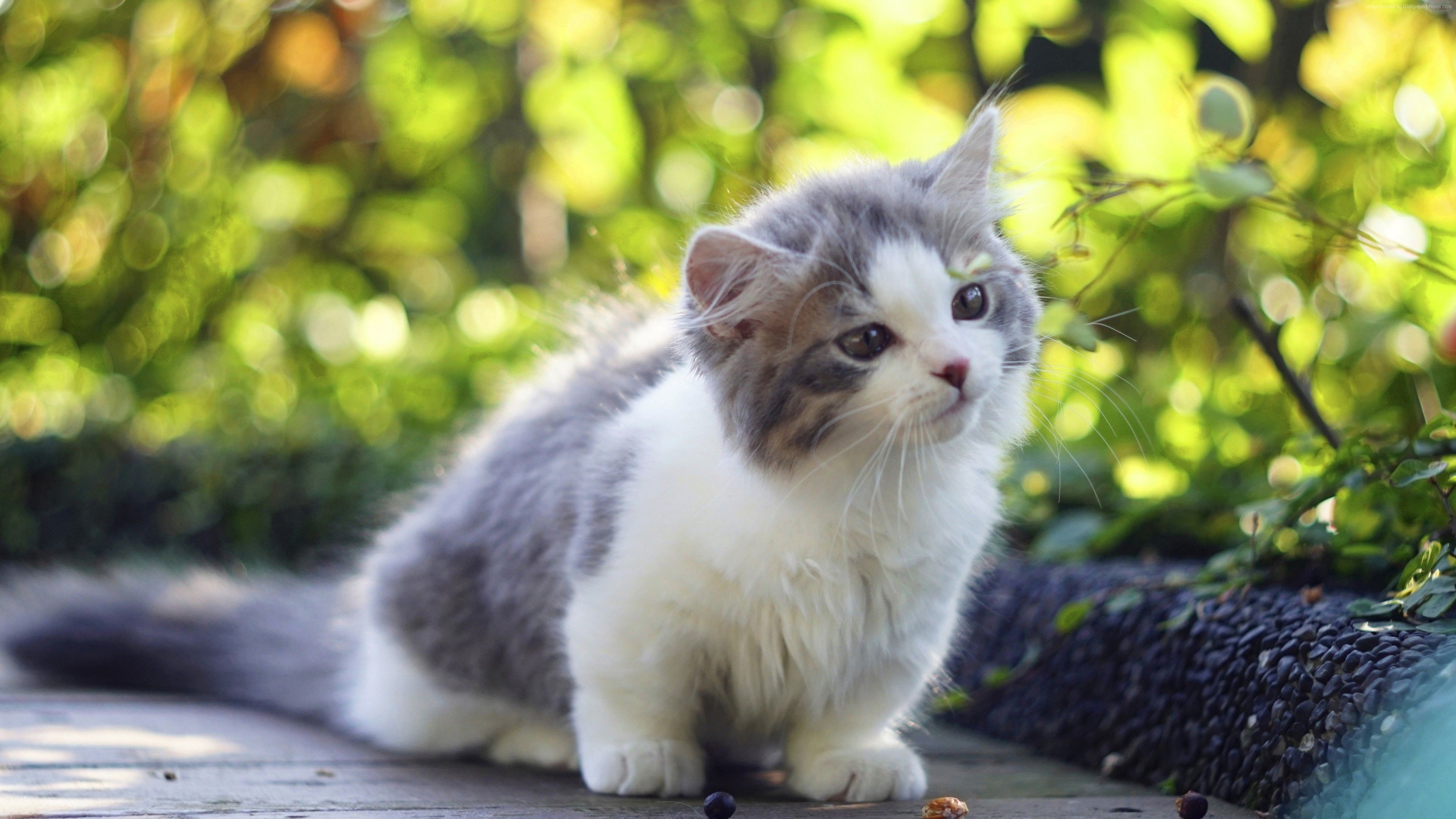 Wallpaper Cat, Kitten, Cute Animals, 4k .teahub.io