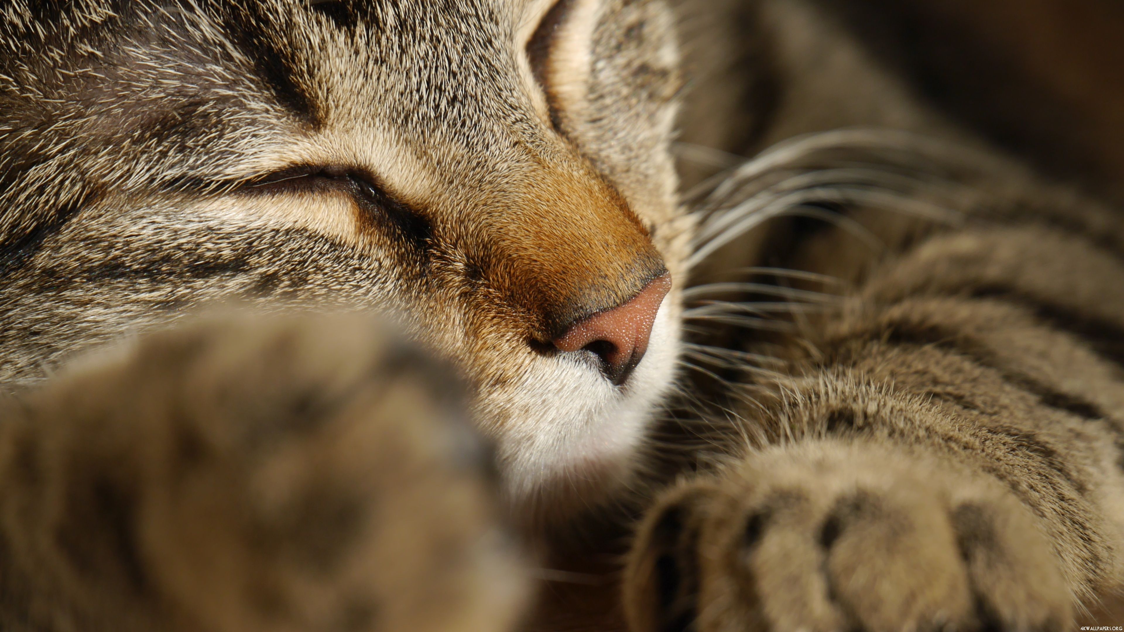 4K Sleeping Cat Close Up Wallpaper