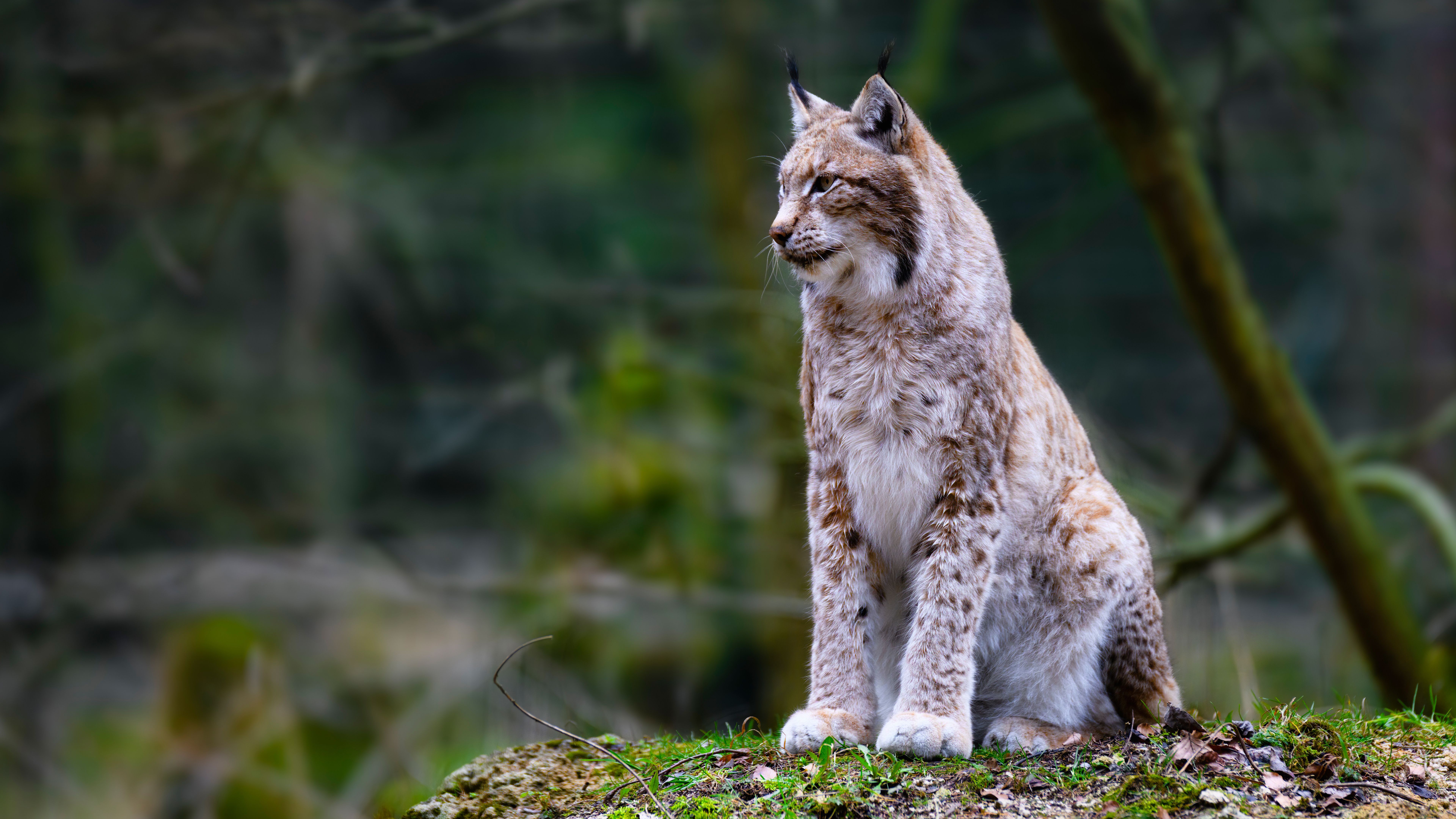 Lynx Big Cat 4K 8K HD Animals Wallpaper