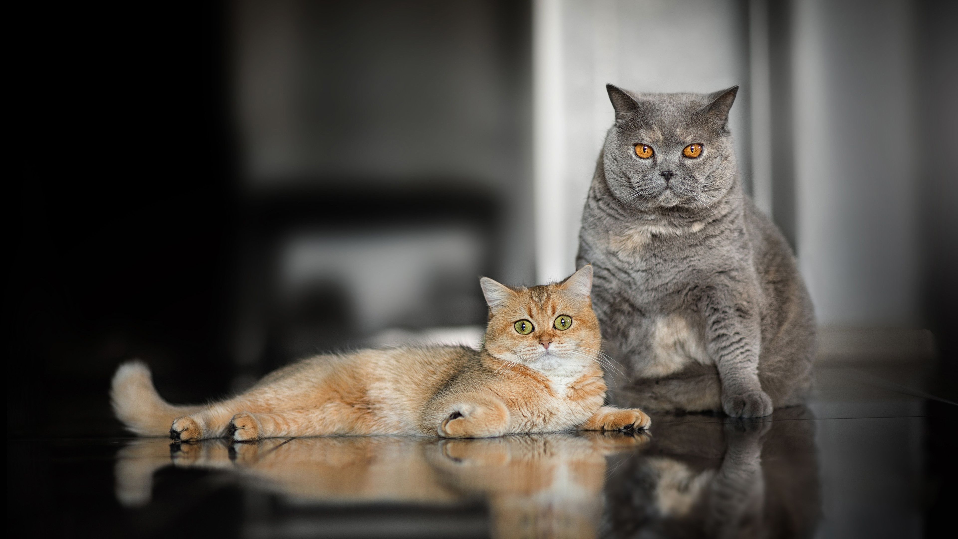 Gray Cat And Brown And White Cat 4K HD Cat Wallpaper